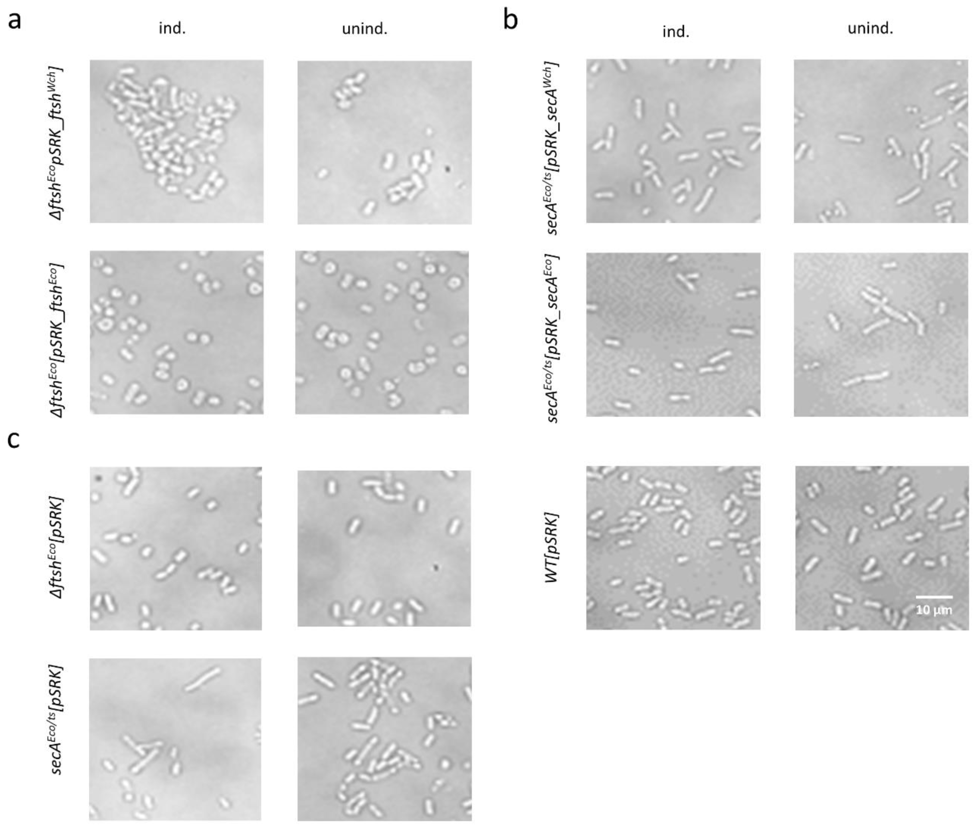 Microorganisms 07 00617 g005 Microorganisms 07 00617 g005