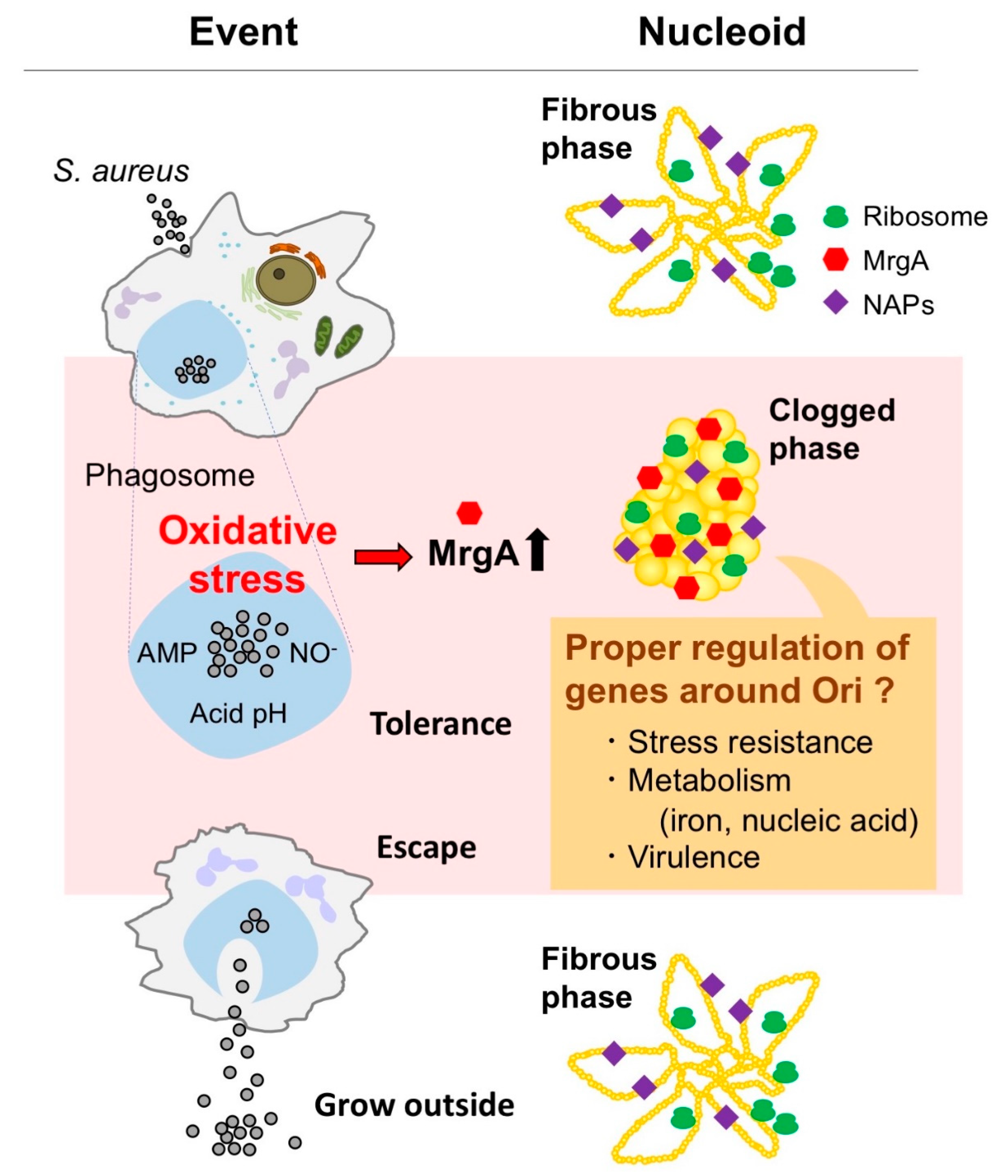 Microorganisms 07 00631 g005 Microorganisms 07 00631 g005