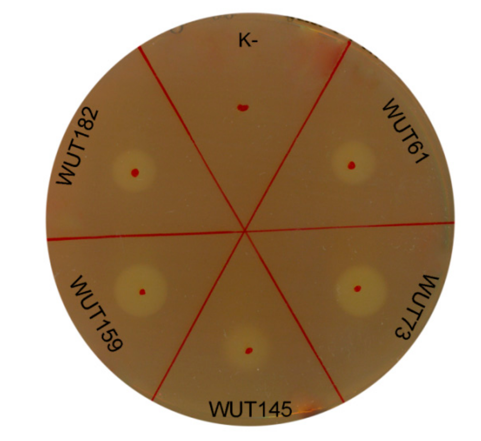 Microorganisms 07 00653 g002
