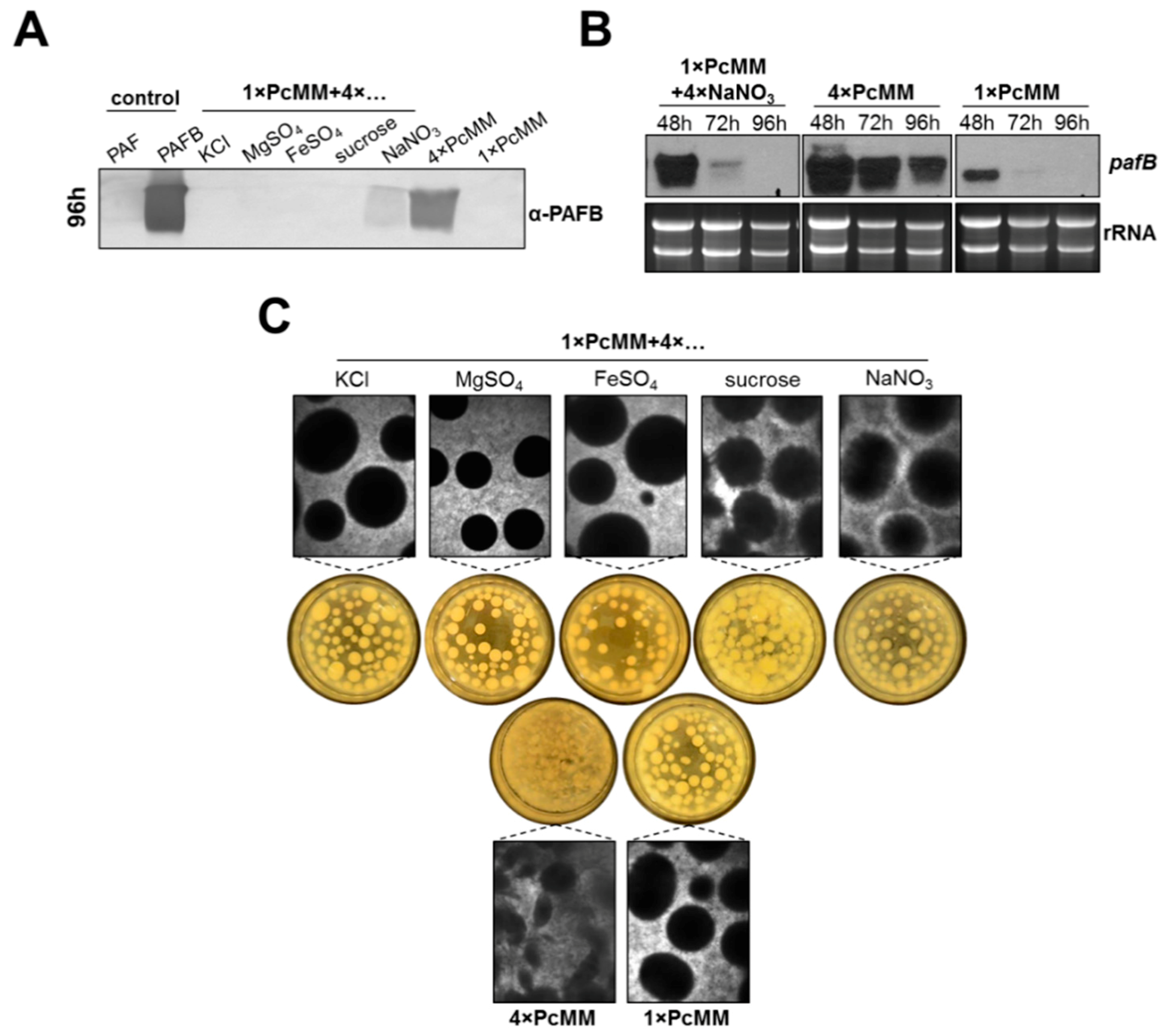 Microorganisms 07 00654 g003