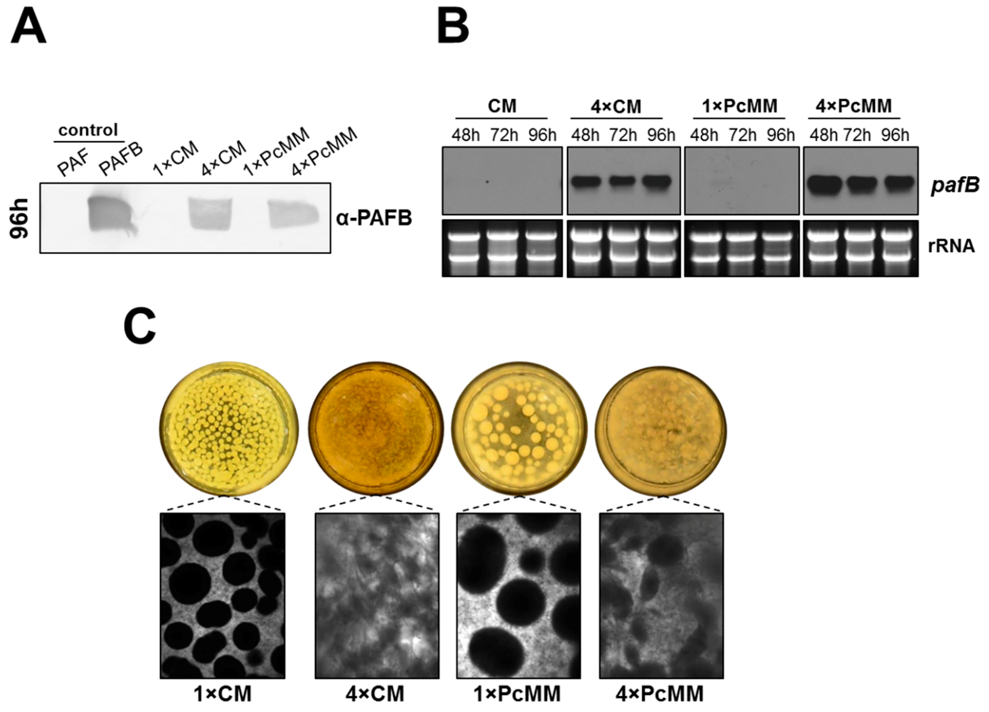 Microorganisms 07 00654 g004