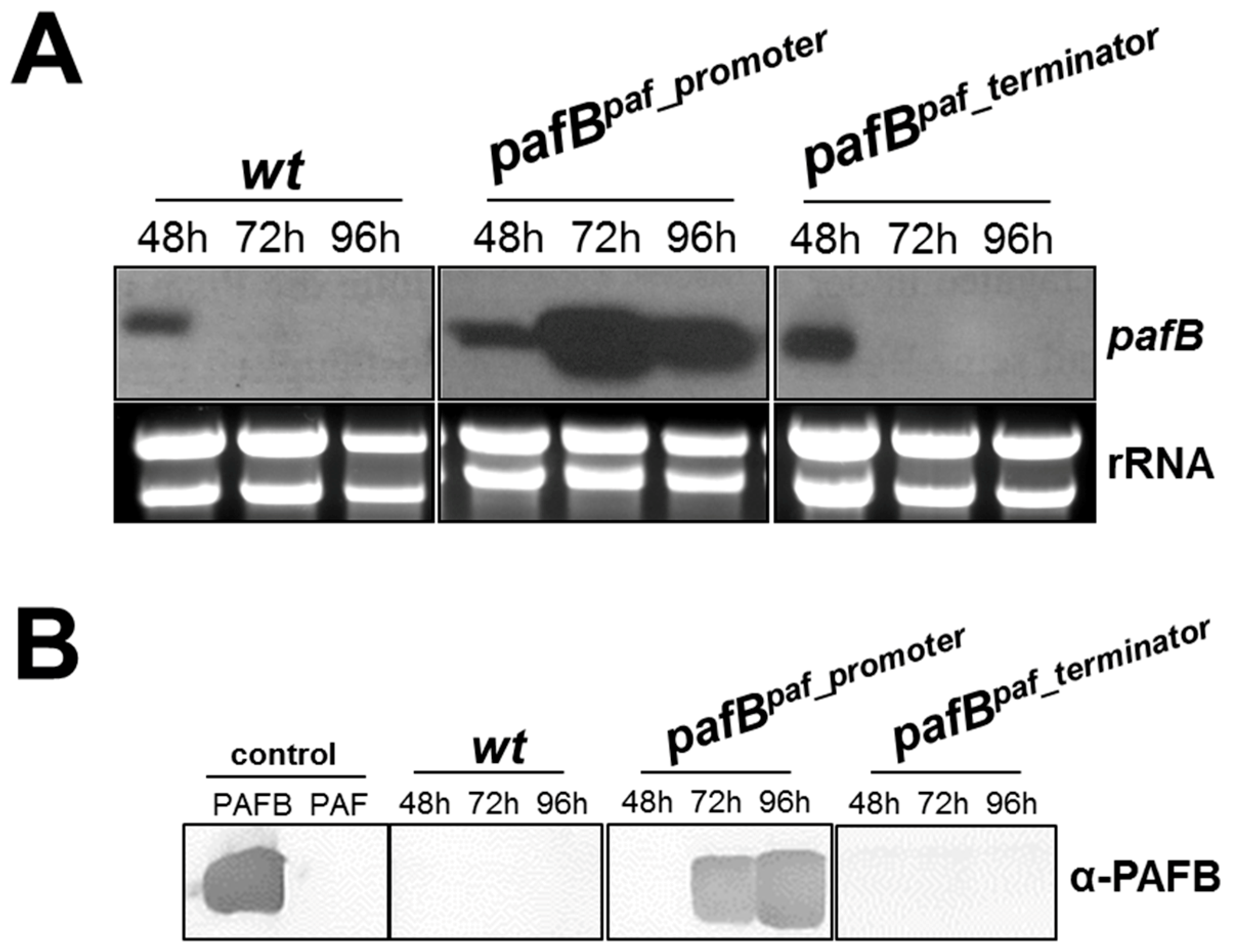 Microorganisms 07 00654 g006