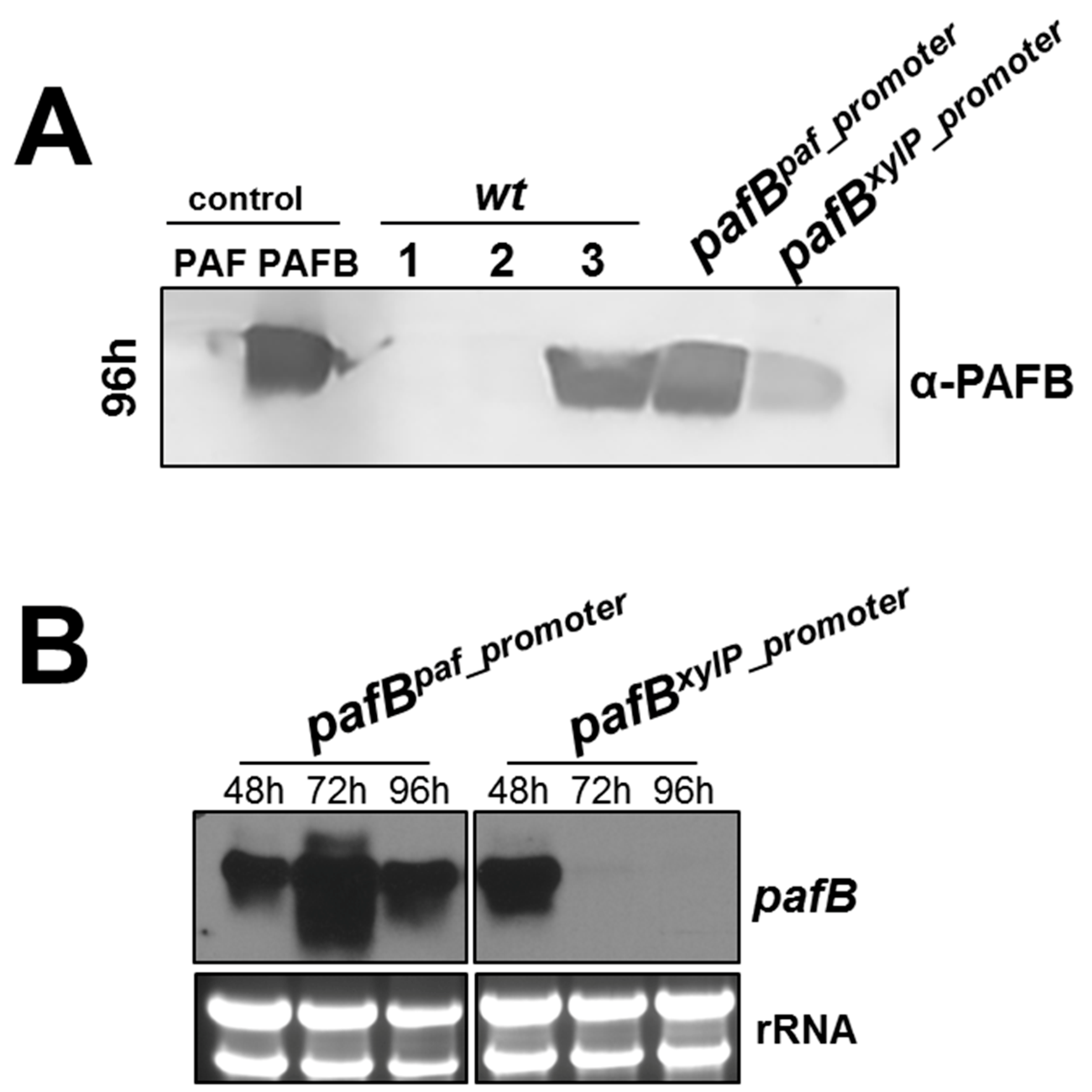 Microorganisms 07 00654 g007
