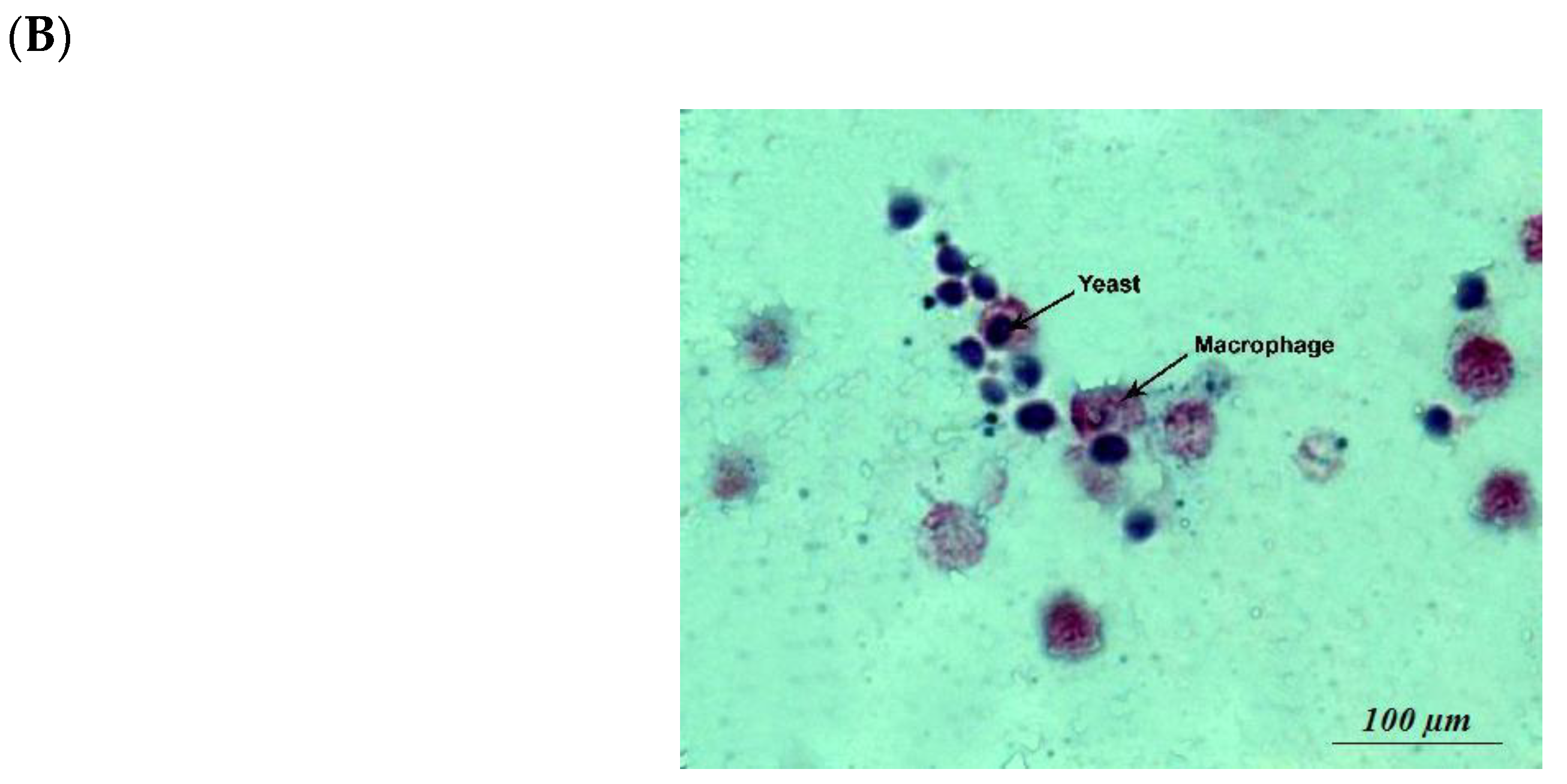 Microorganisms 07 00659 g006b Microorganisms 07 00659 g006b