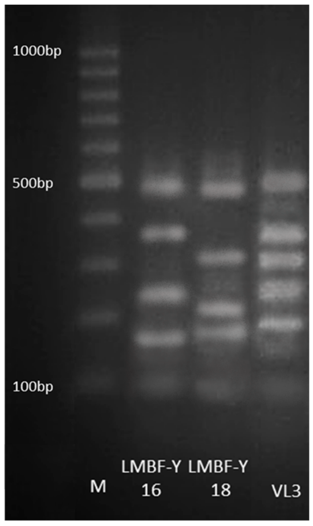 Microorganisms 07 00666 g001