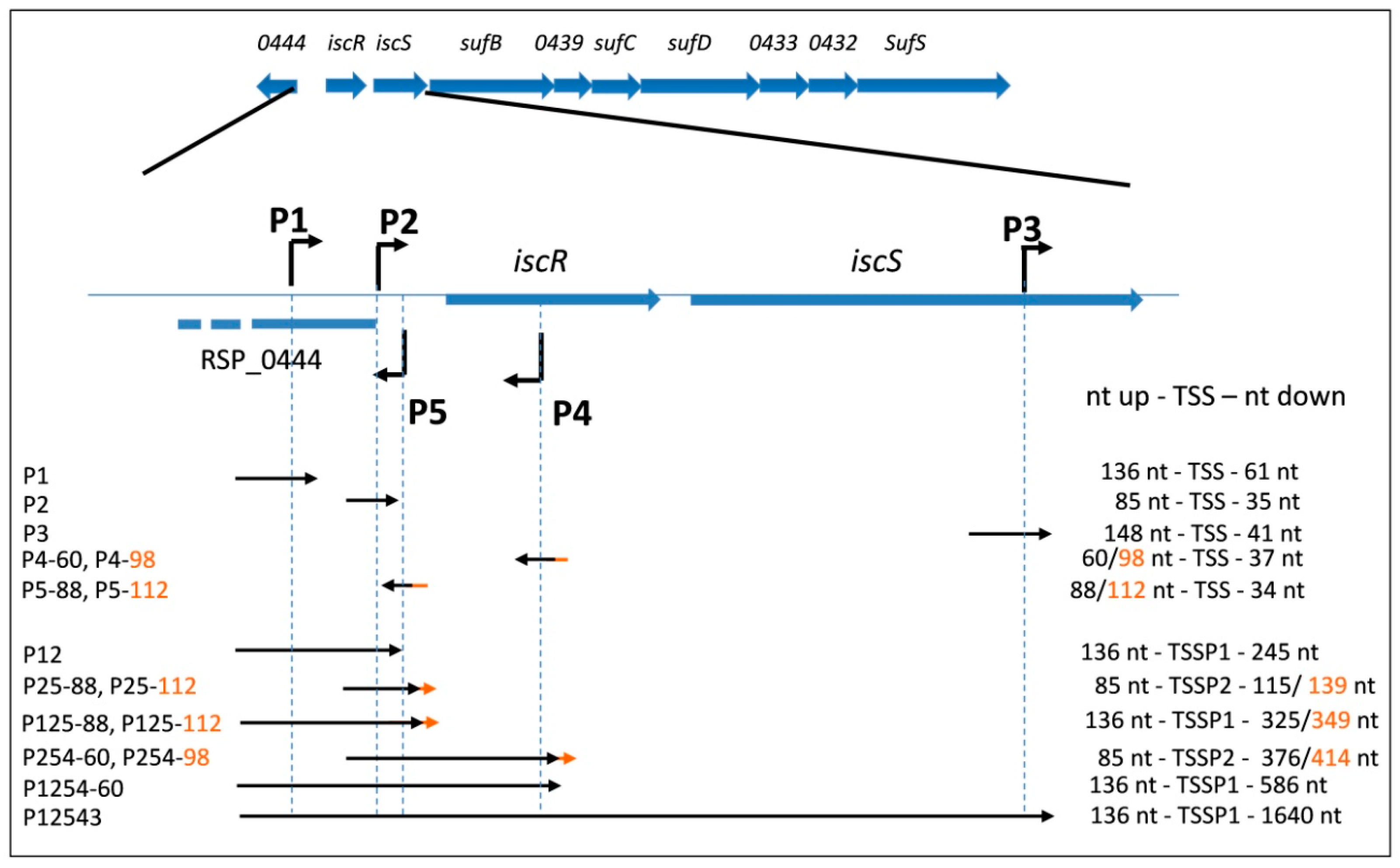 Microorganisms 07 00671 g001 Microorganisms 07 00671 g001