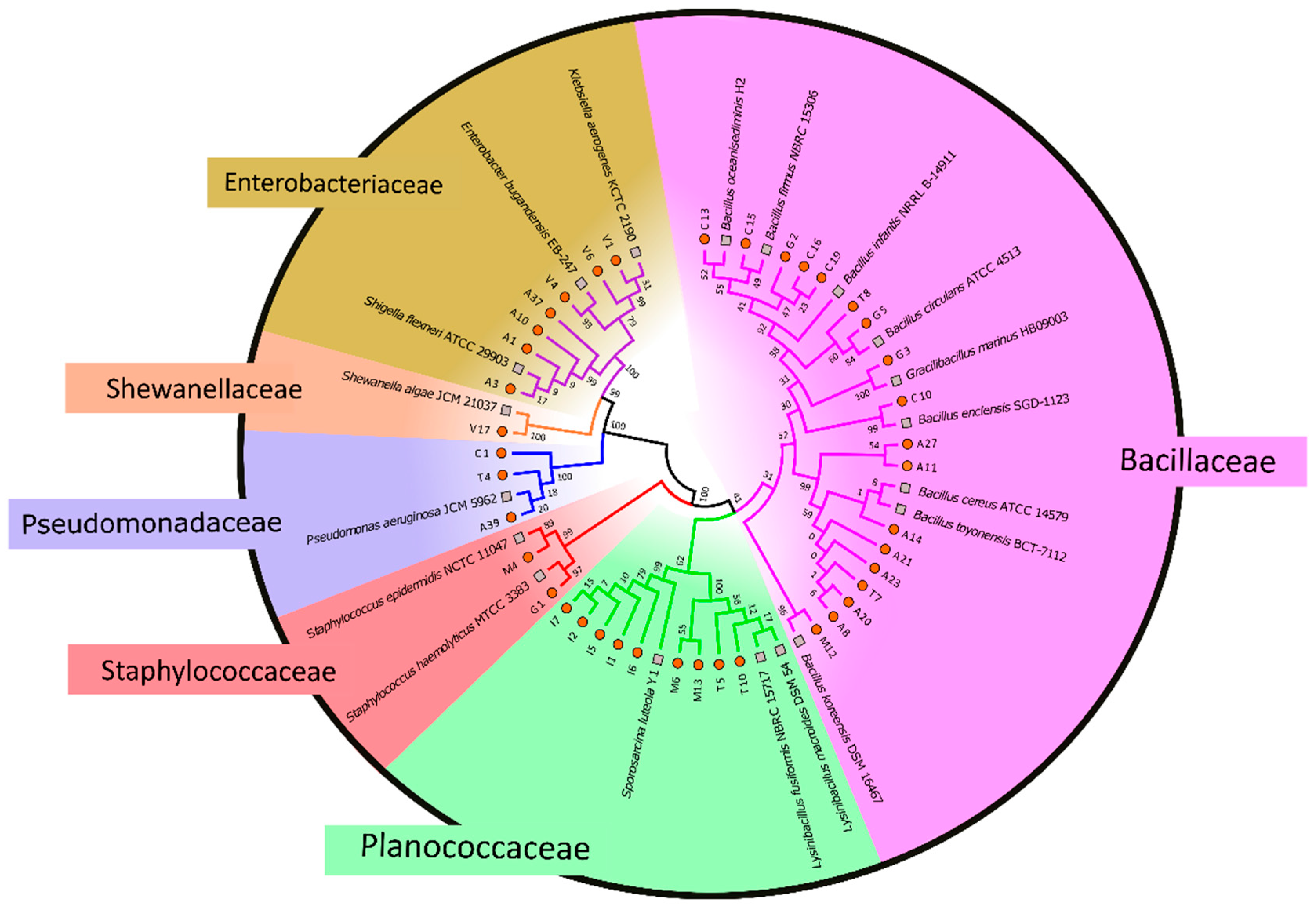 Doi Ocio Org Chart