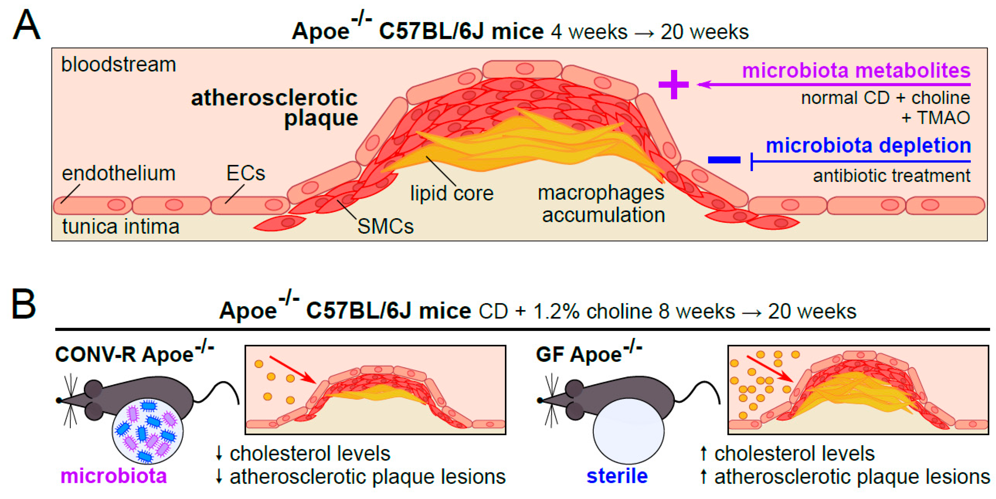 Microorganisms 07 00691 g001
