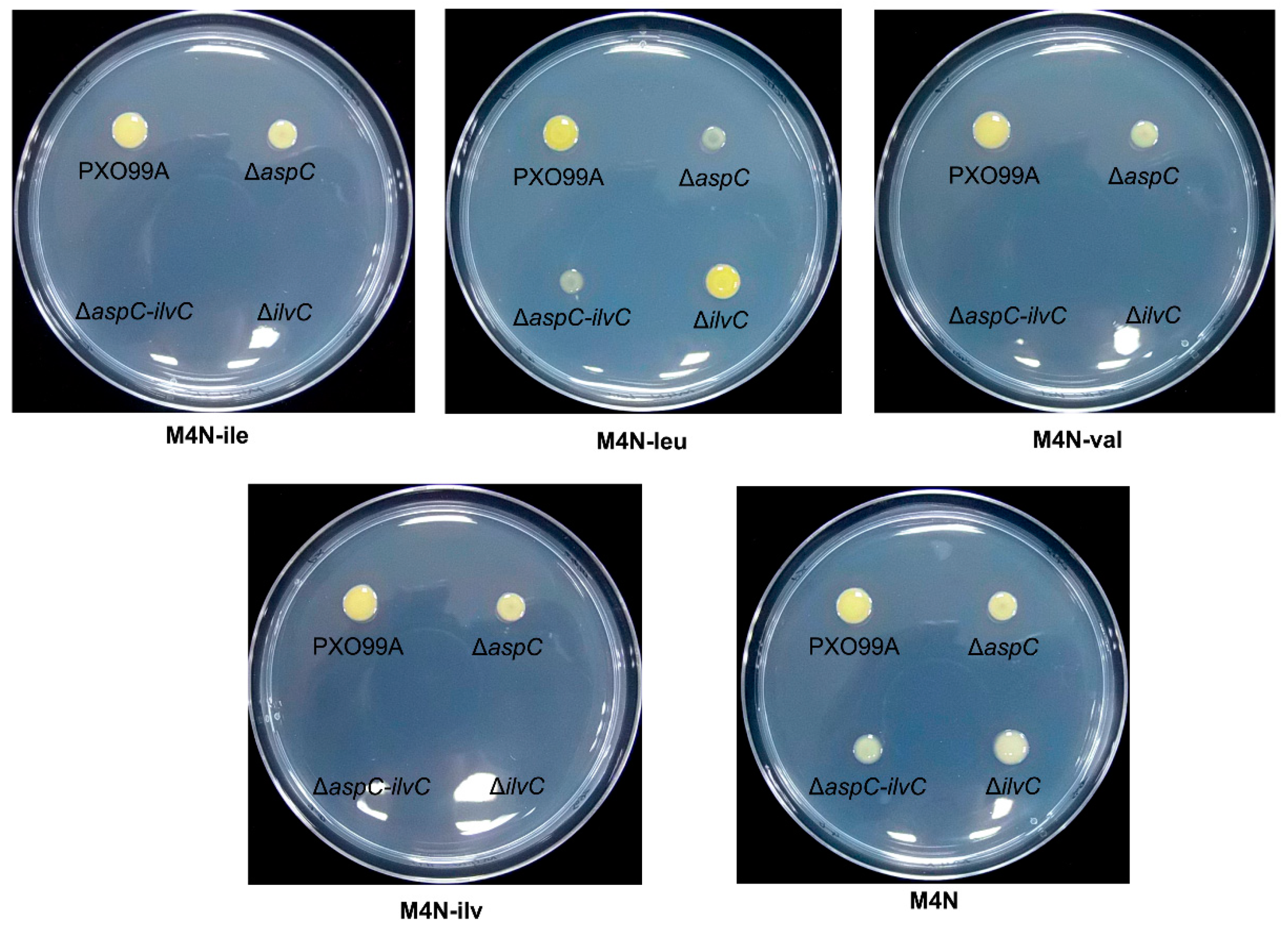 Microorganisms 07 00693 g006 Microorganisms 07 00693 g006