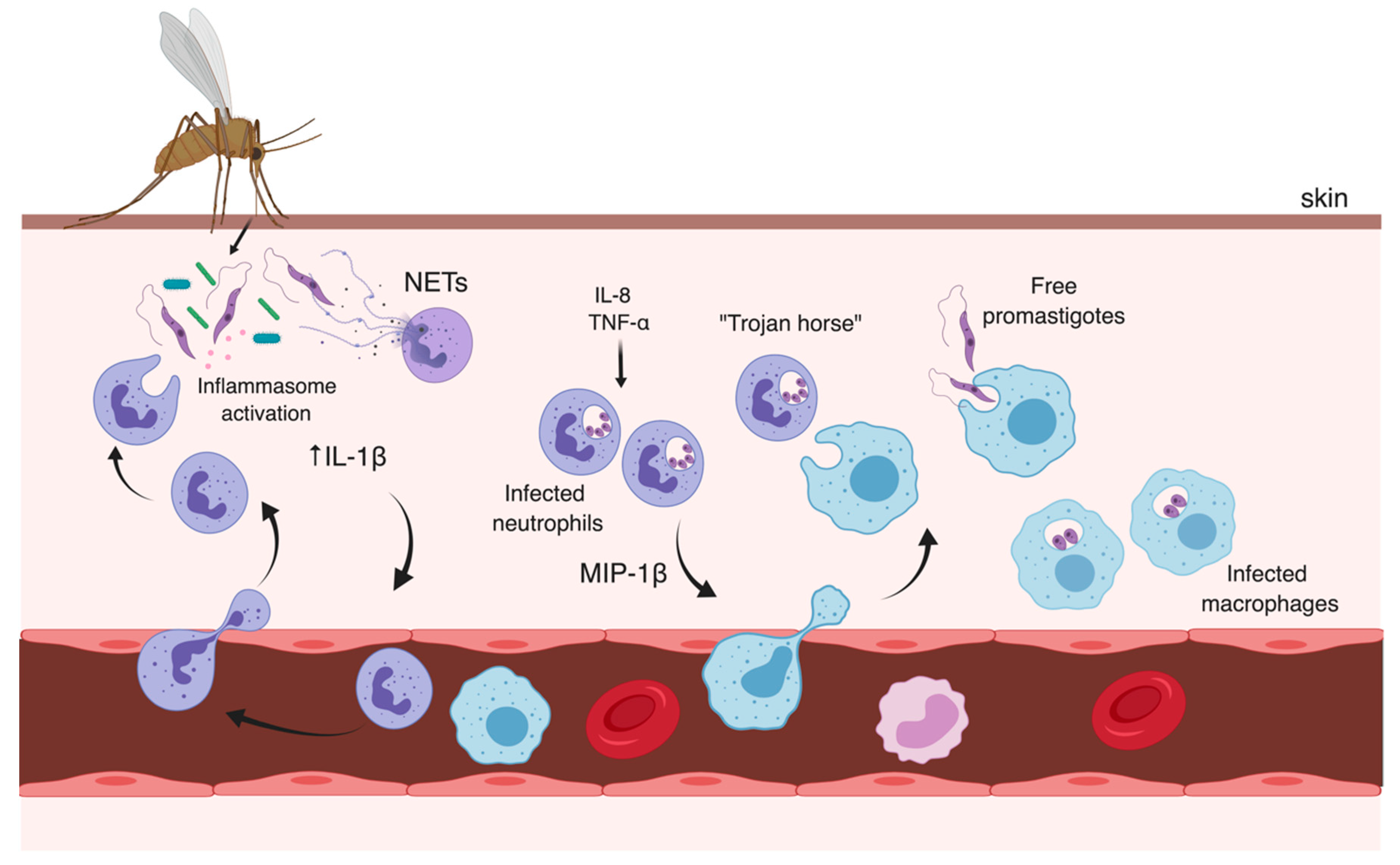 Microorganisms 07 00695 g001 Microorganisms 07 00695 g001