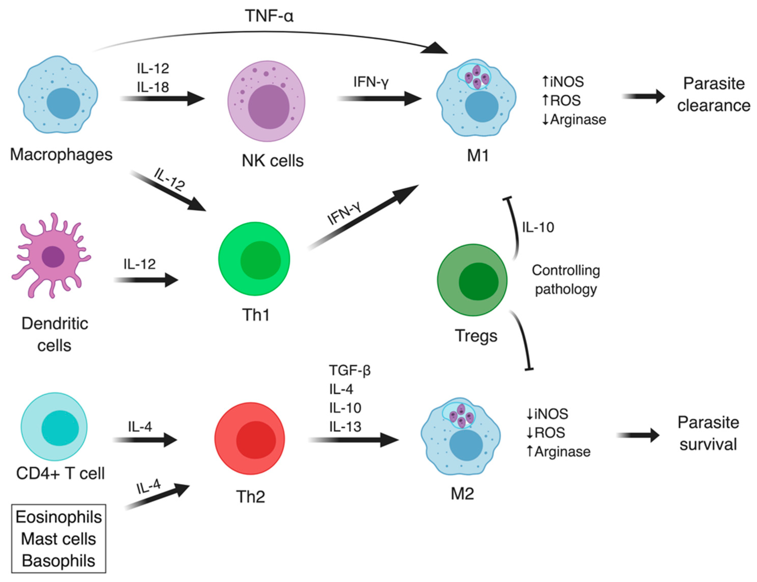 Microorganisms 07 00695 g002 Microorganisms 07 00695 g002
