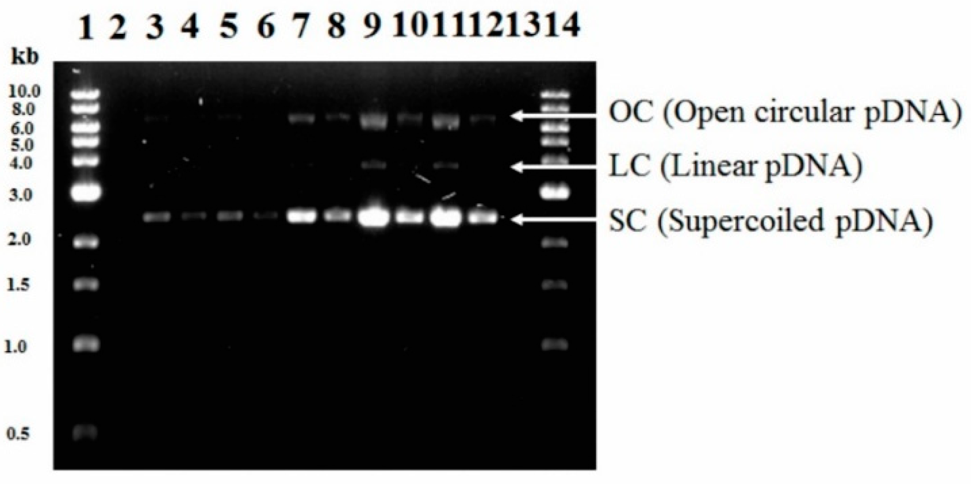 Microorganisms 07 00711 g002 Microorganisms 07 00711 g002