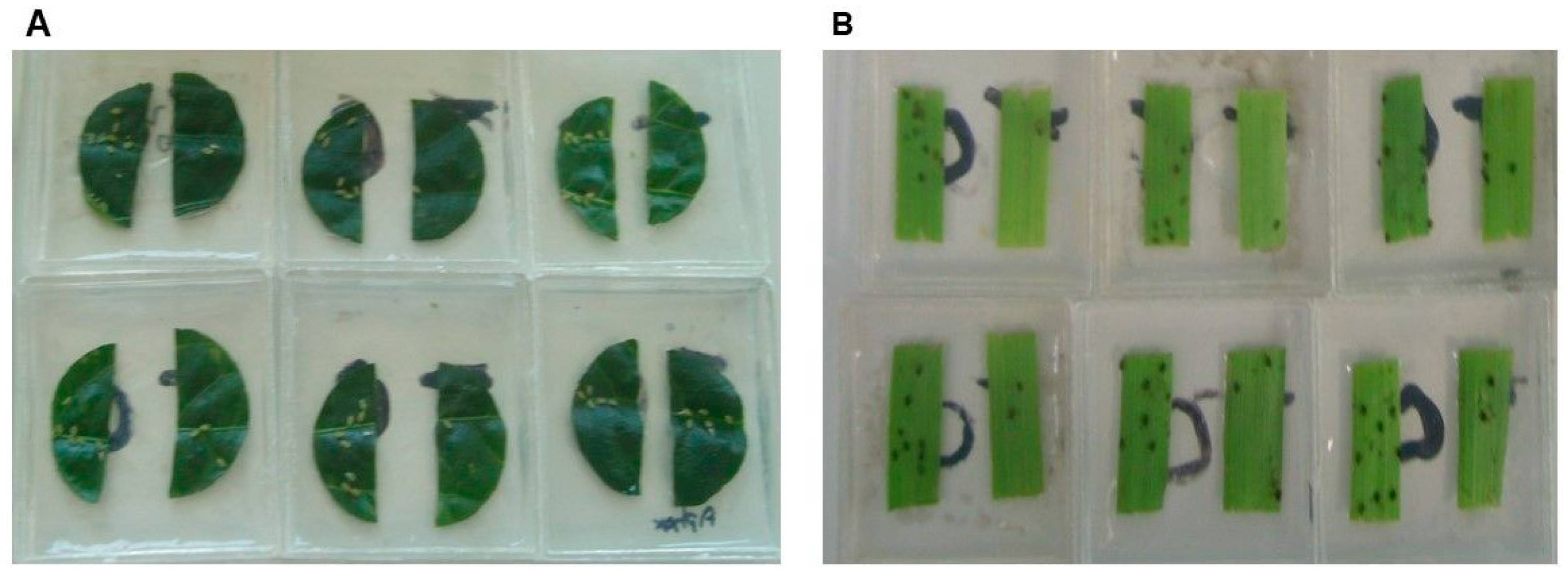 Microorganisms 07 00712 g006