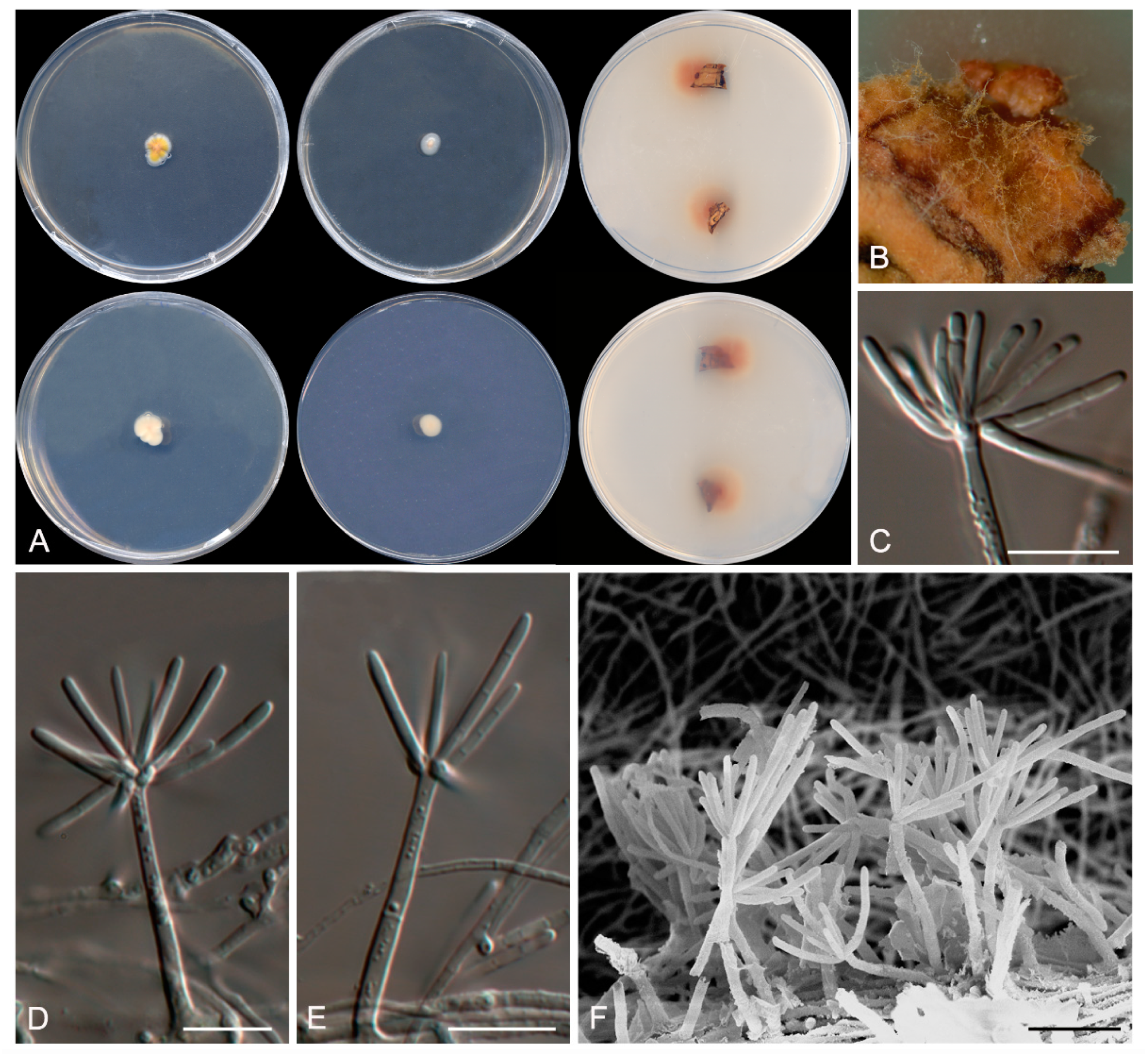 Microorganisms 08 00012 g008 Microorganisms 08 00012 g008