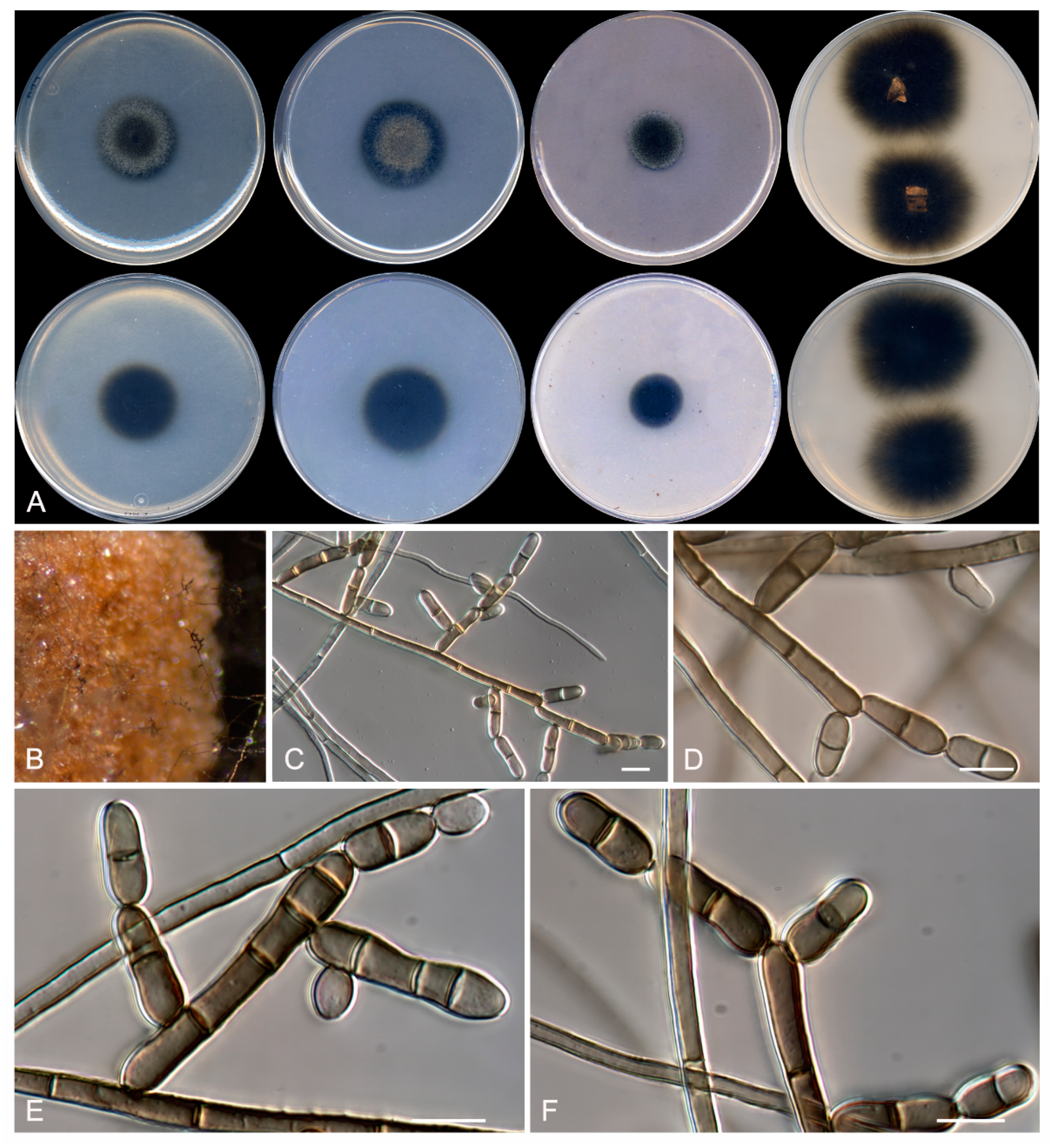 Microorganisms 08 00012 g011 Microorganisms 08 00012 g011