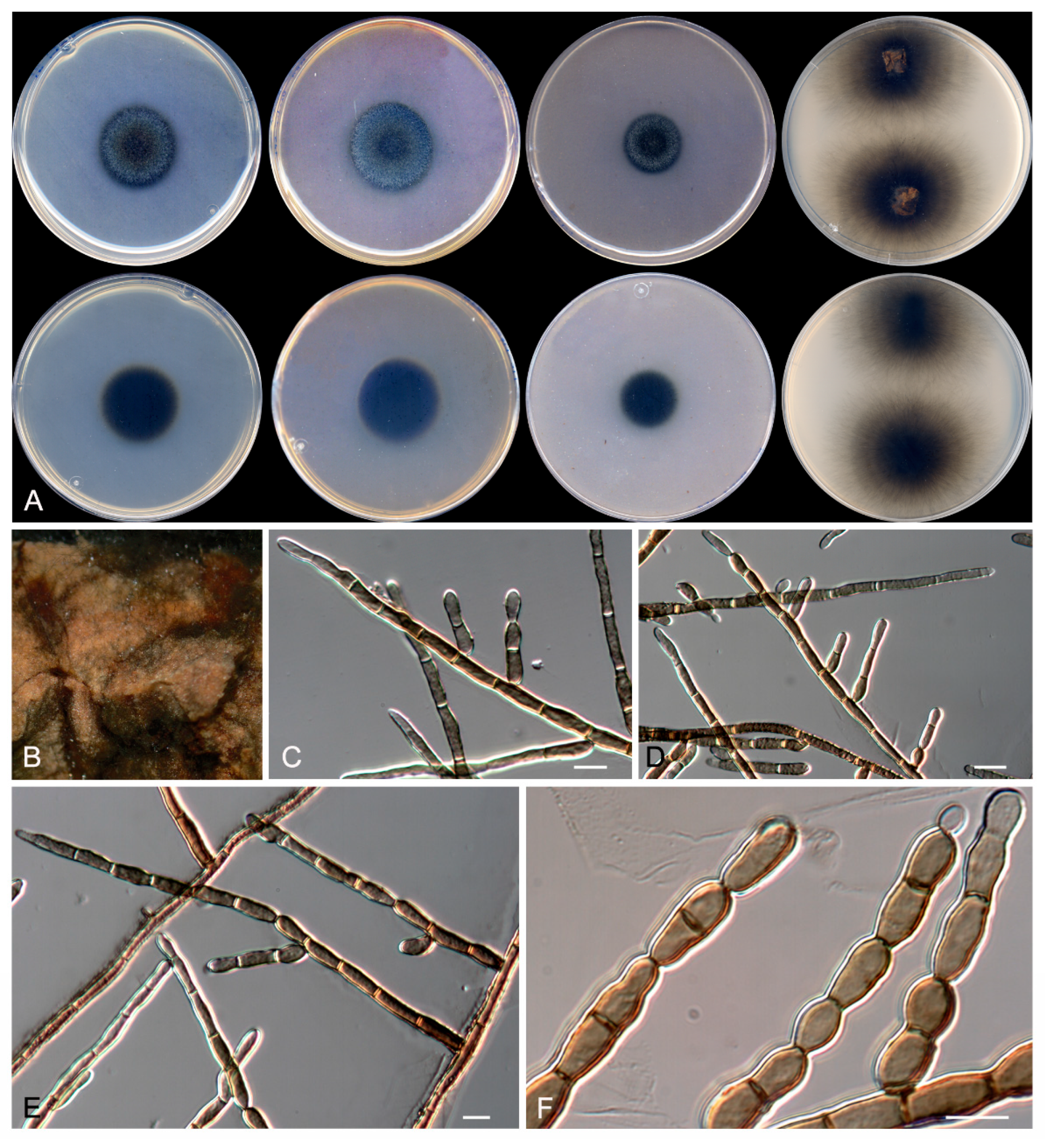 Microorganisms 08 00012 g012 Microorganisms 08 00012 g012