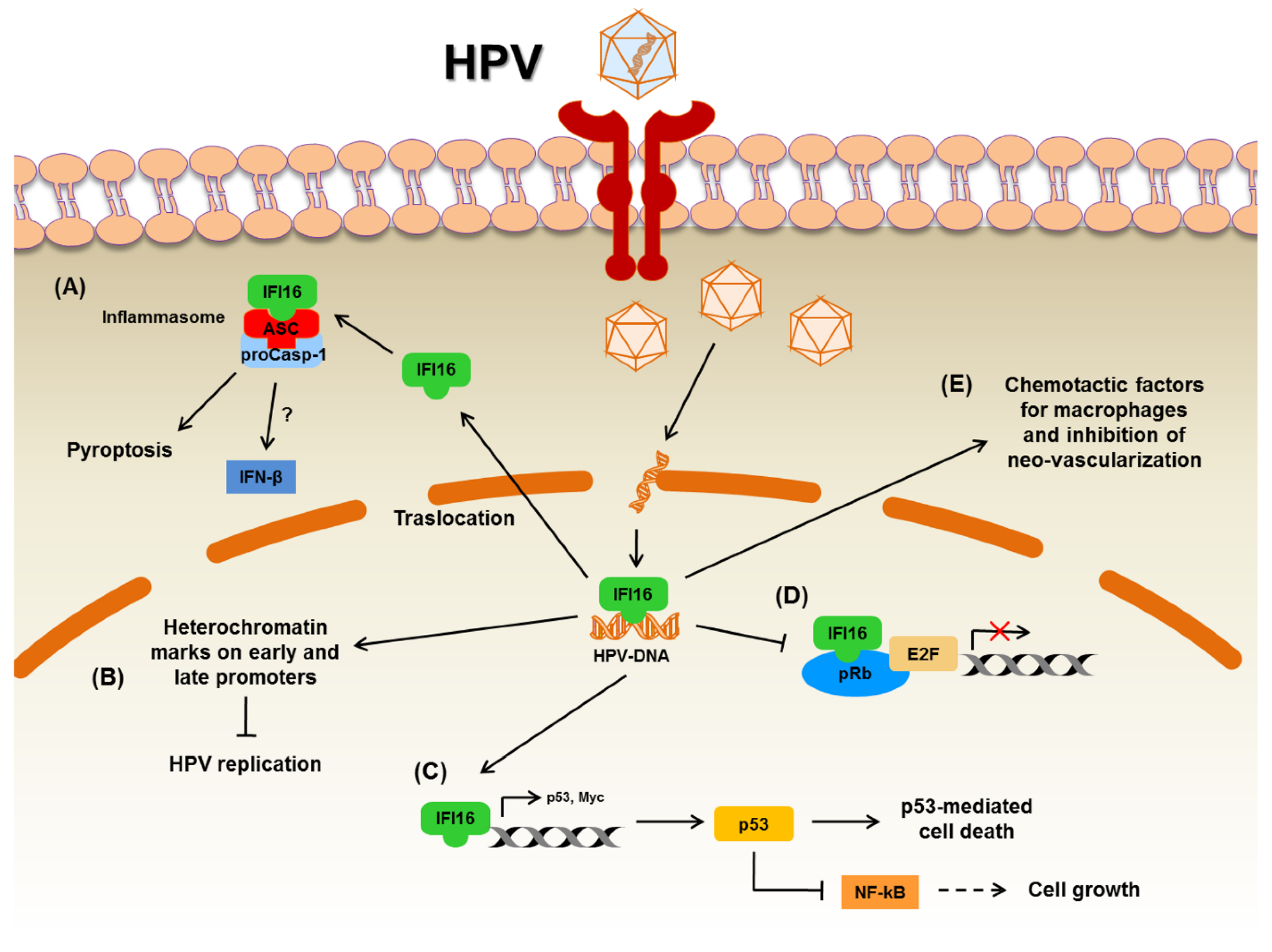 papillomavirus infection pathogenesis detoxifierea organismului colonului
