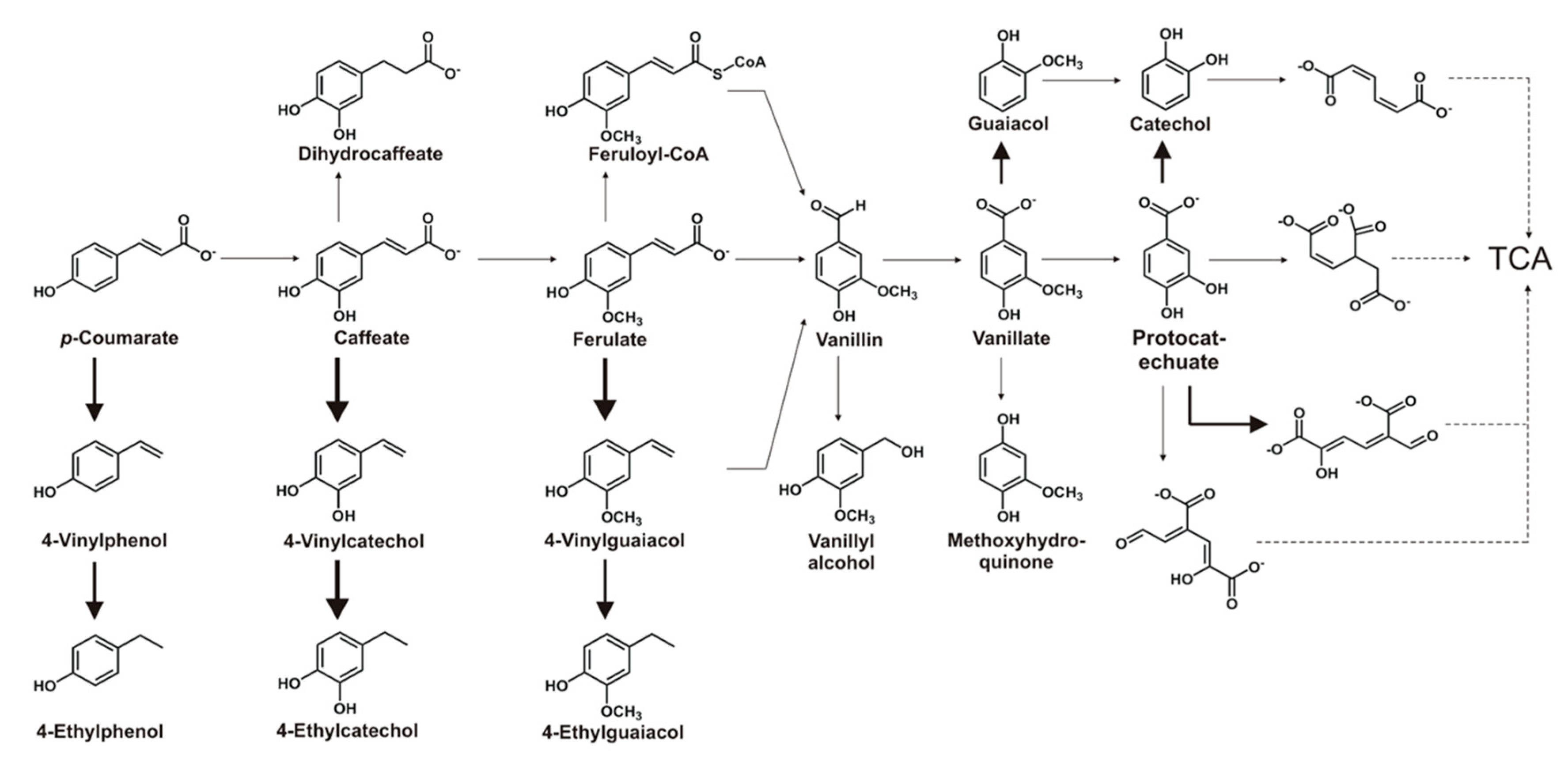 Microorganisms 08 00026 g006 Microorganisms 08 00026 g006