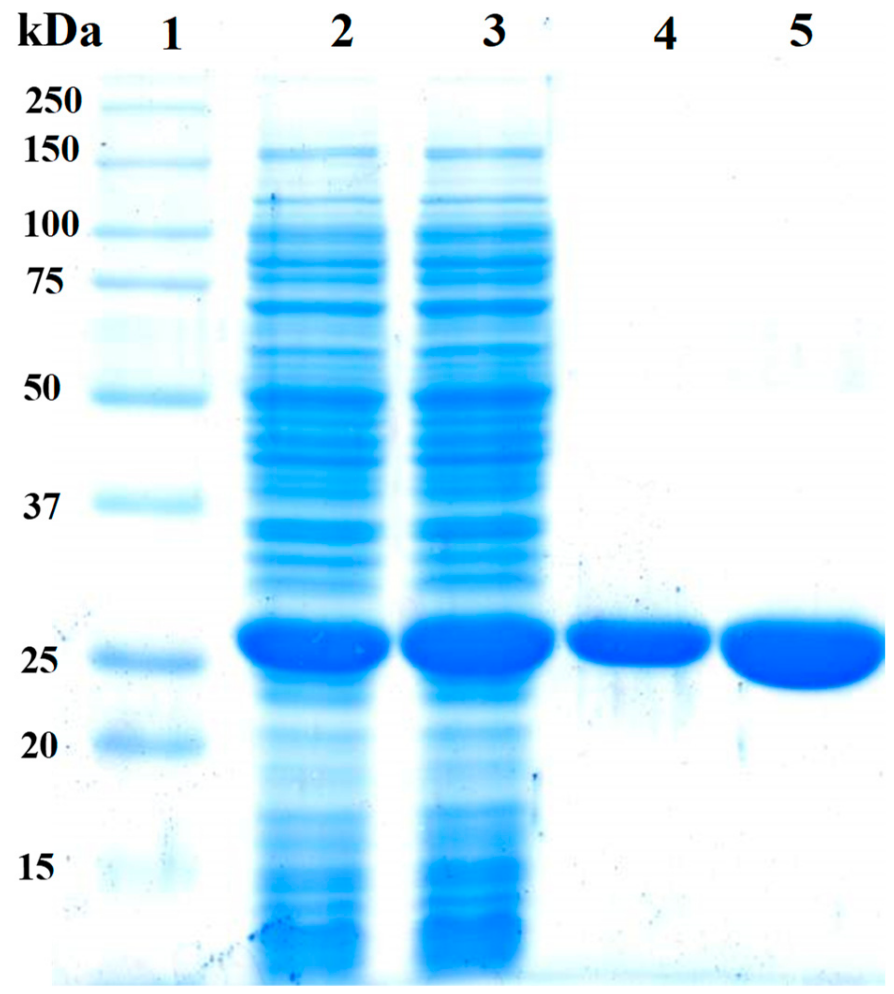 Lane 1: Marker Precision Plus Protein Kaleidoscope Standards (Bio-Rad, Herc...