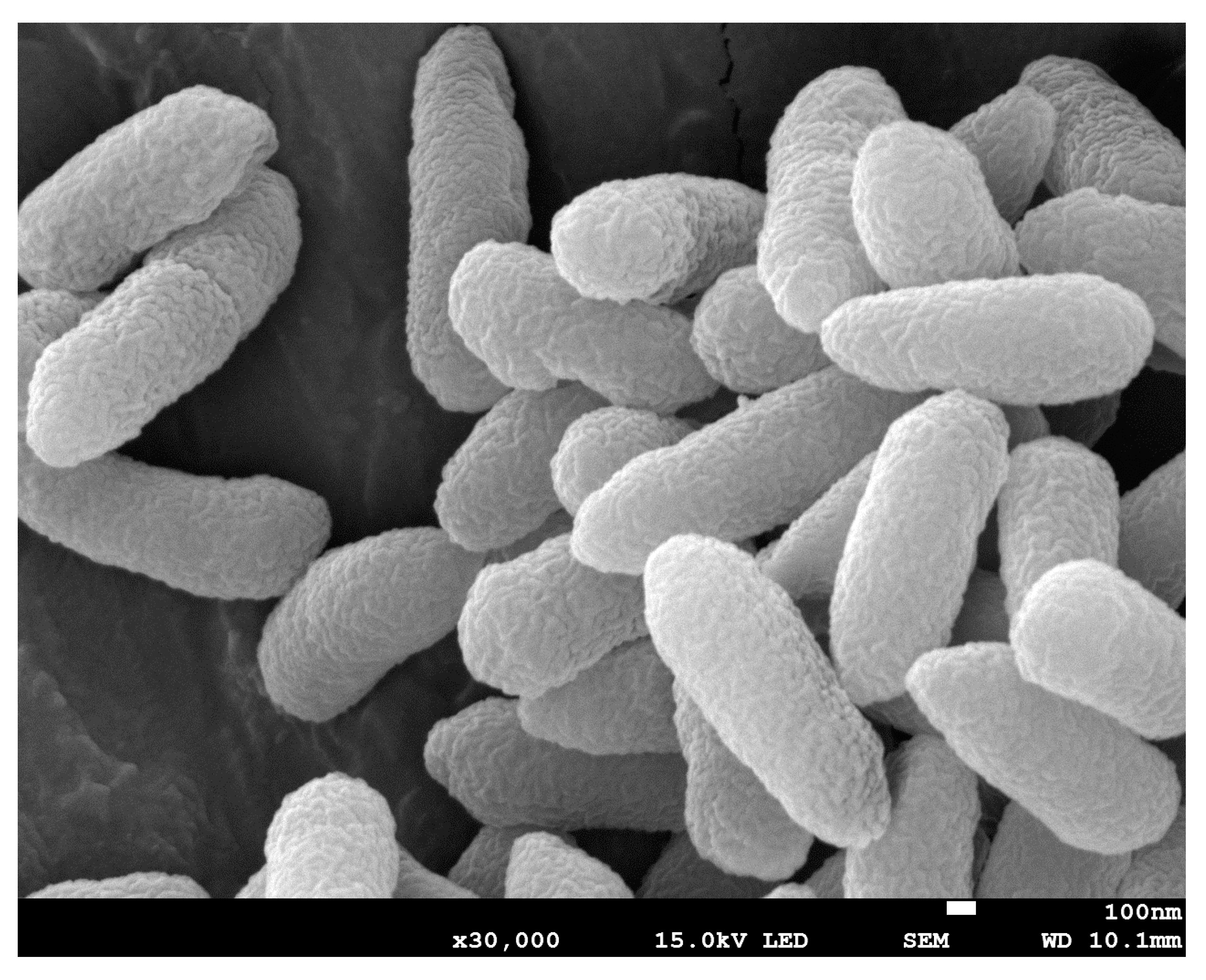 Microorganisms 08 00041 g002