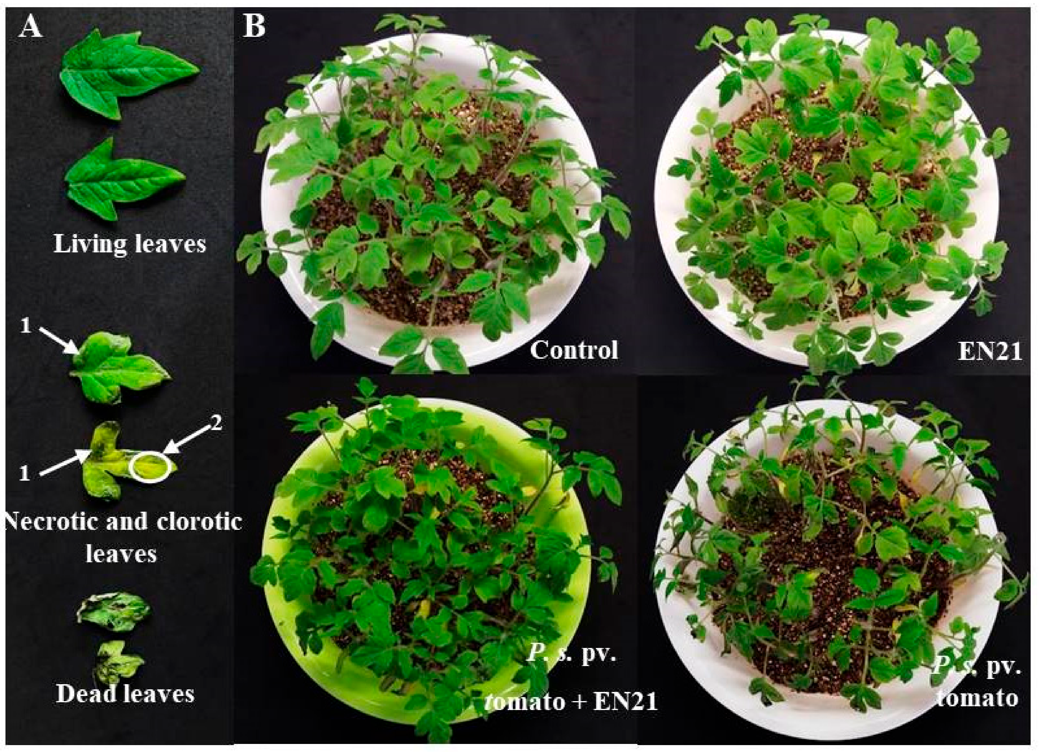 Microorganisms 08 00042 g005 Microorganisms 08 00042 g005