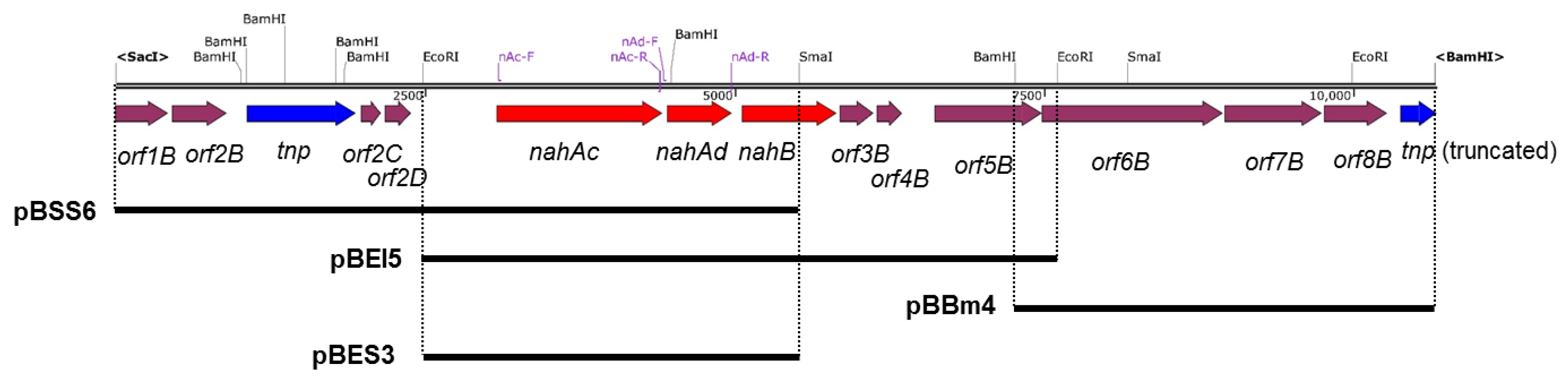 Microorganisms 08 00044 g002 Microorganisms 08 00044 g002