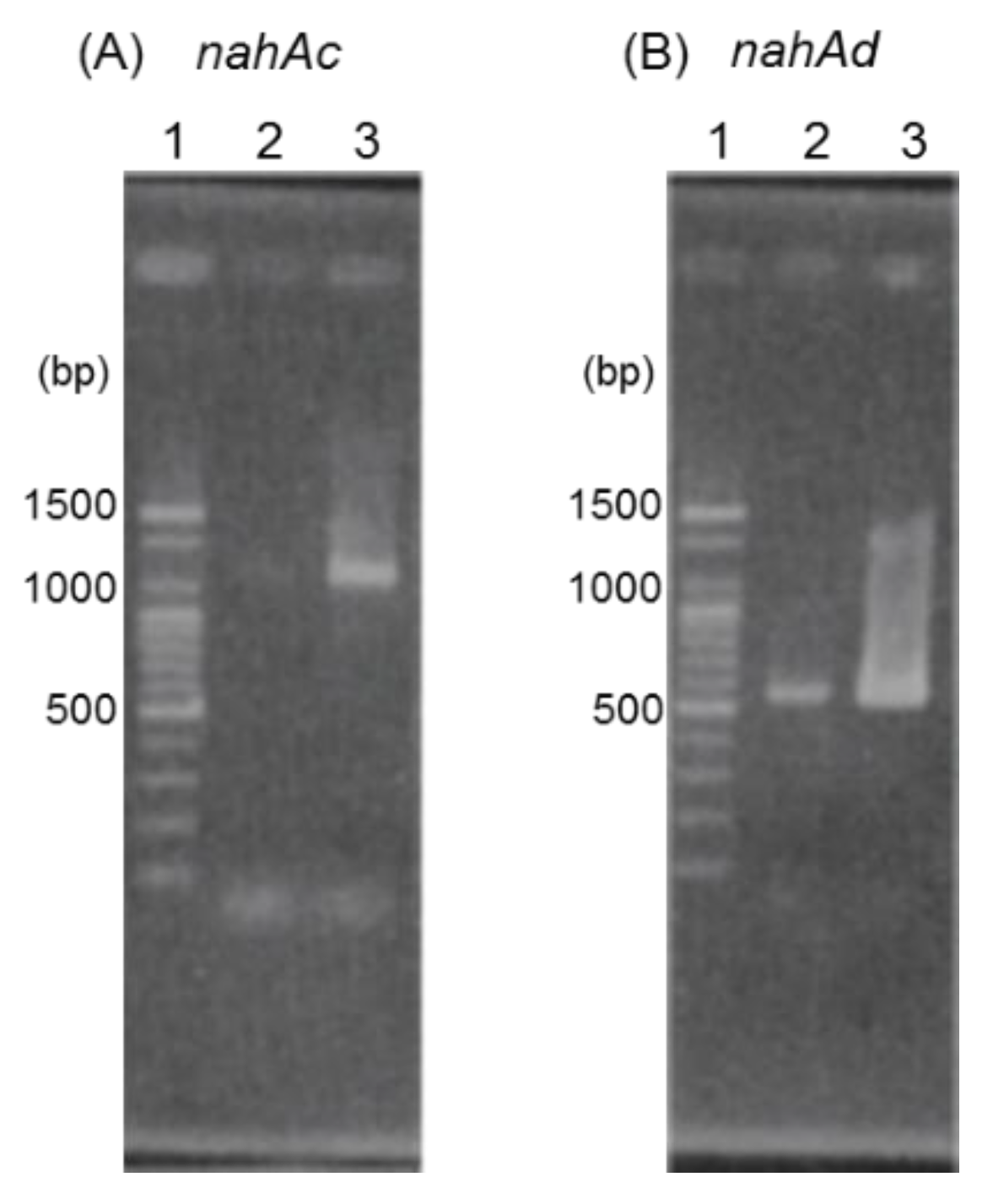Microorganisms 08 00044 g004 Microorganisms 08 00044 g004