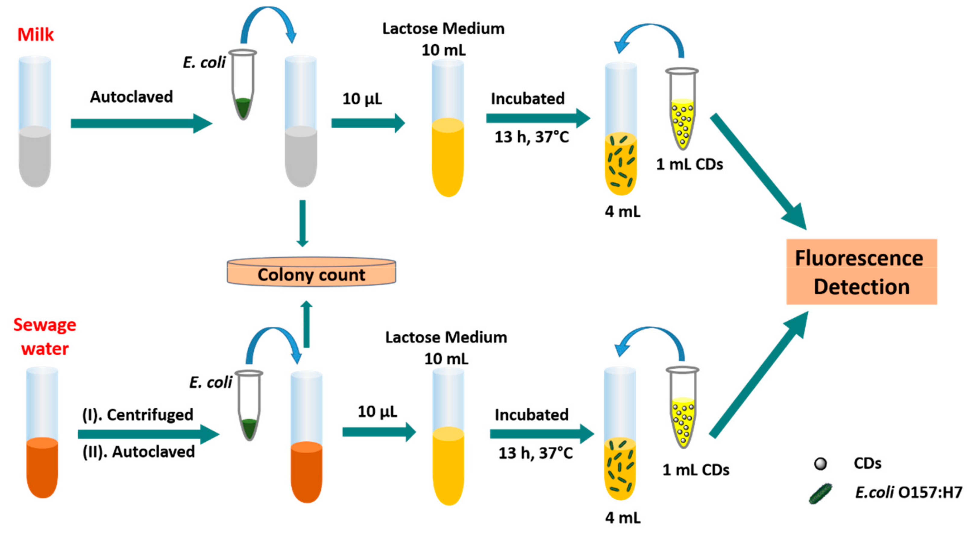 Fluorimetric Detection of Single Pathogenic Bacterium in Milk and