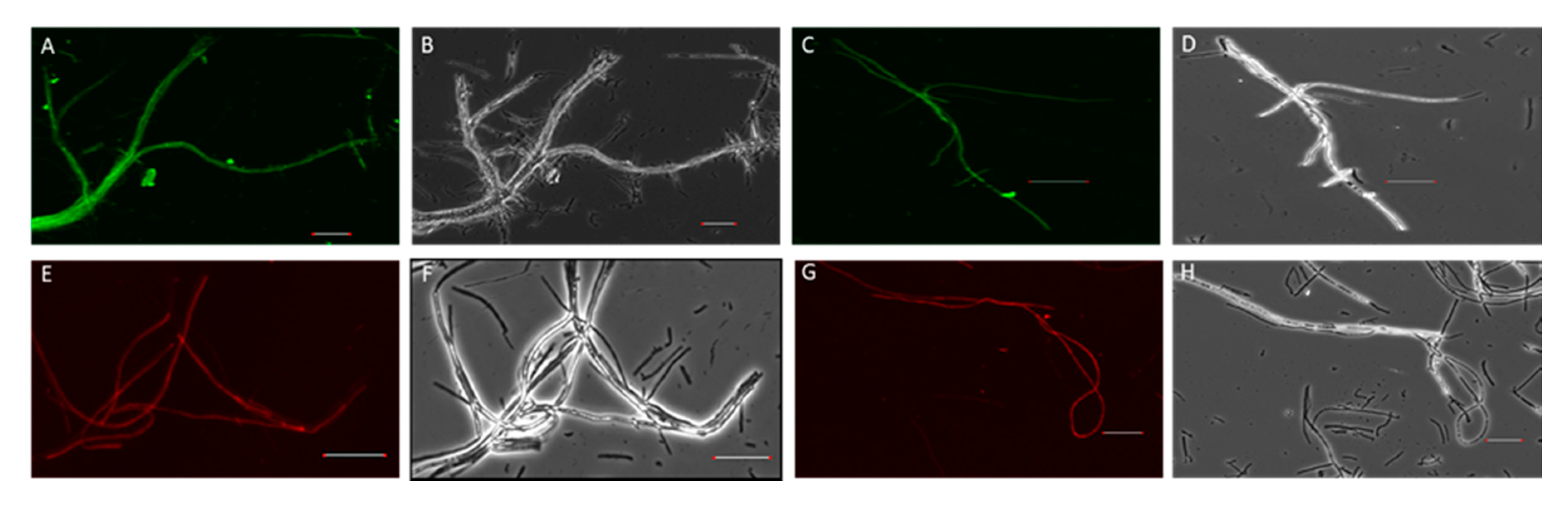 Microorganisms 08 00054 g001 Microorganisms 08 00054 g001