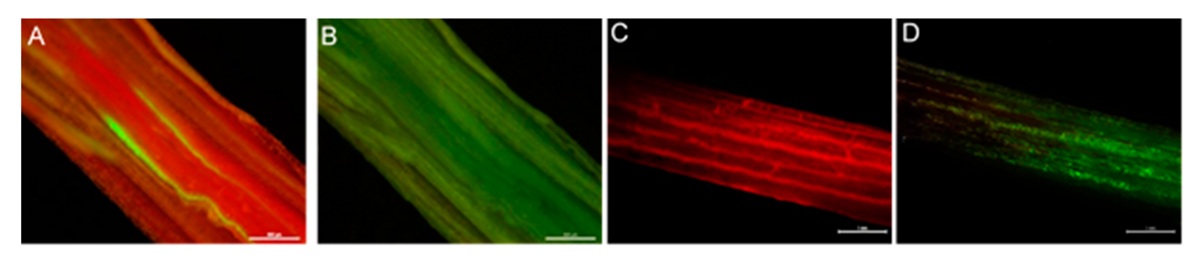 Microorganisms 08 00054 g002 Microorganisms 08 00054 g002
