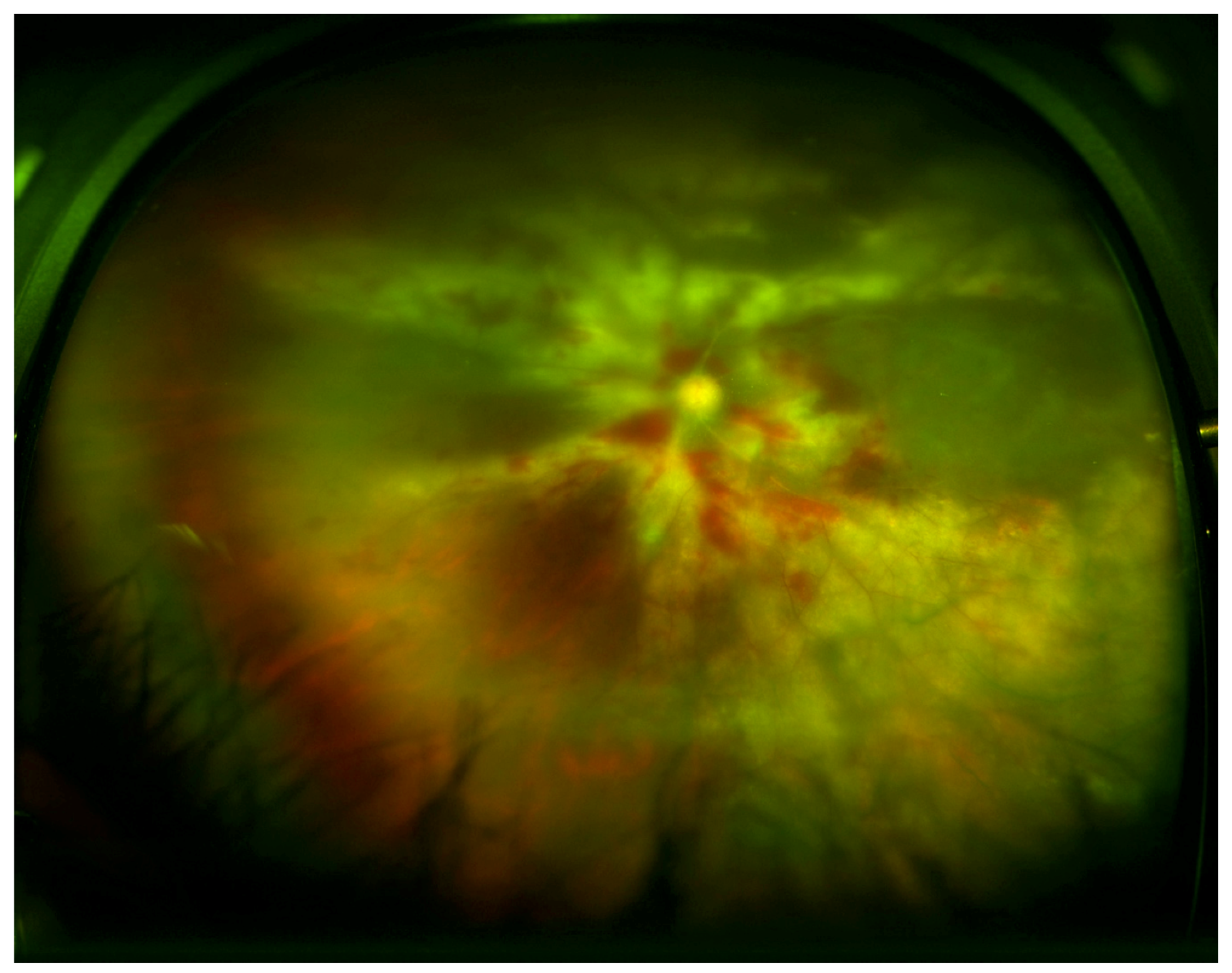 Microorganisms 08 00055 g002 Microorganisms 08 00055 g002