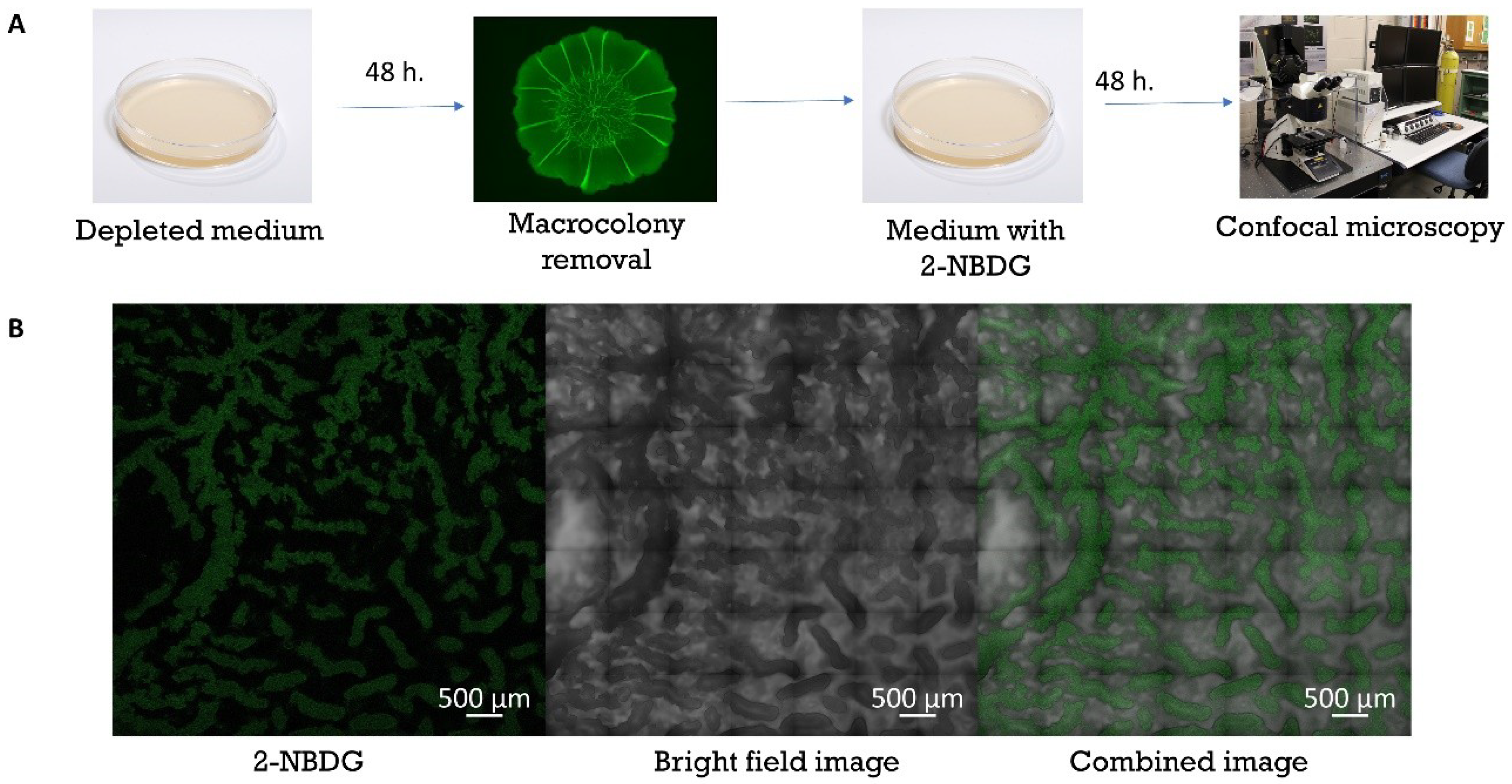 Microorganisms 08 00062 g005 Microorganisms 08 00062 g005