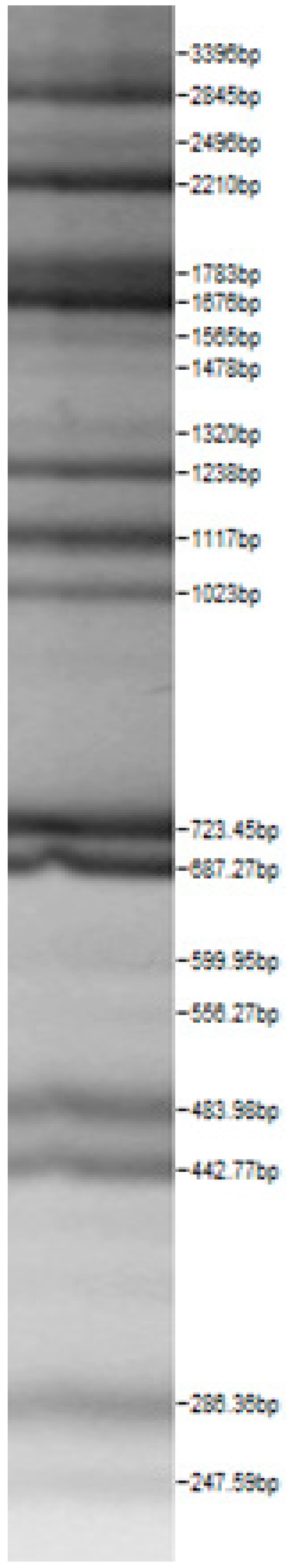 Microorganisms 08 00064 i012 Microorganisms 08 00064 i012