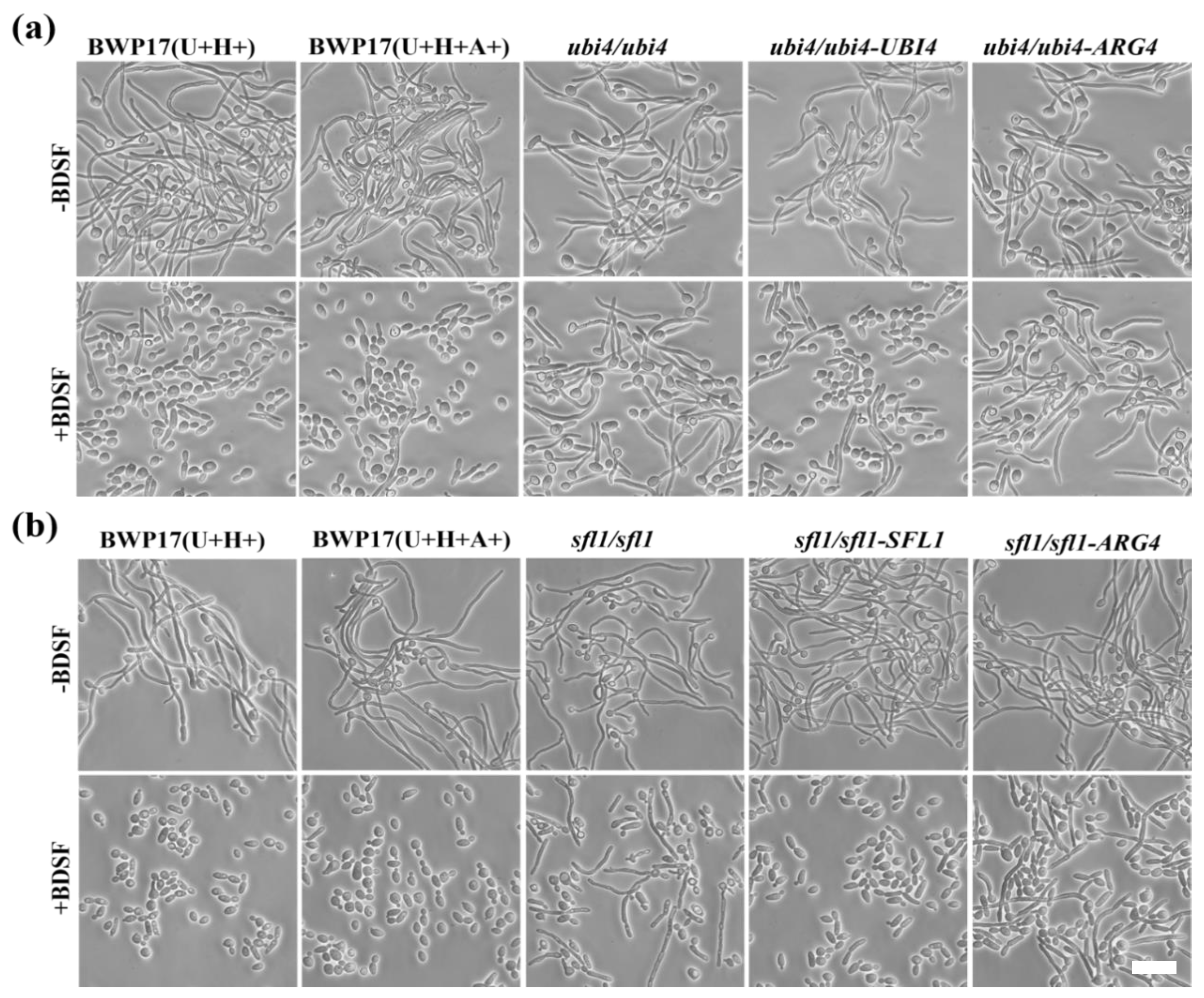 その他 Oliver Candida albicans Ubiquitin and Heat Shock Factor-Type