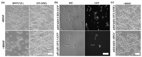 その他 Oliver Candida albicans Ubiquitin and Heat Shock Factor-Type