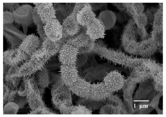 Taxonomic Characterization, and Secondary Metabolite