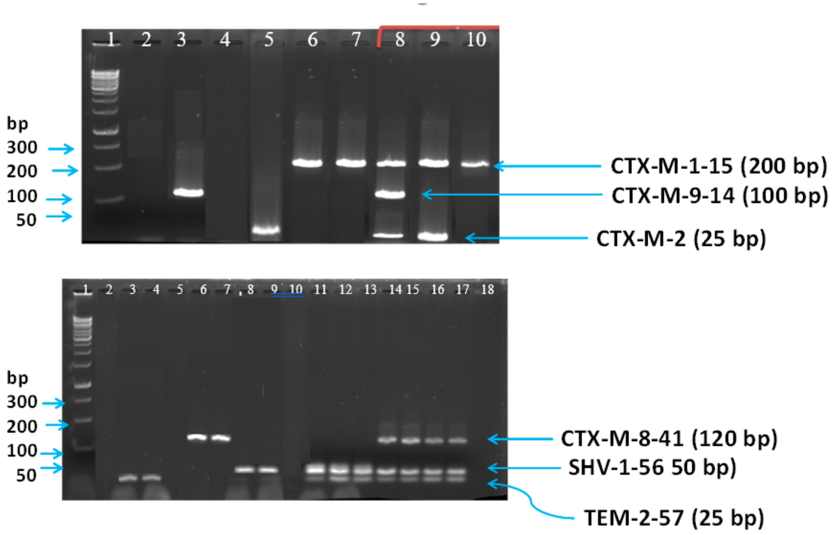 Microorganisms 08 00090 g001