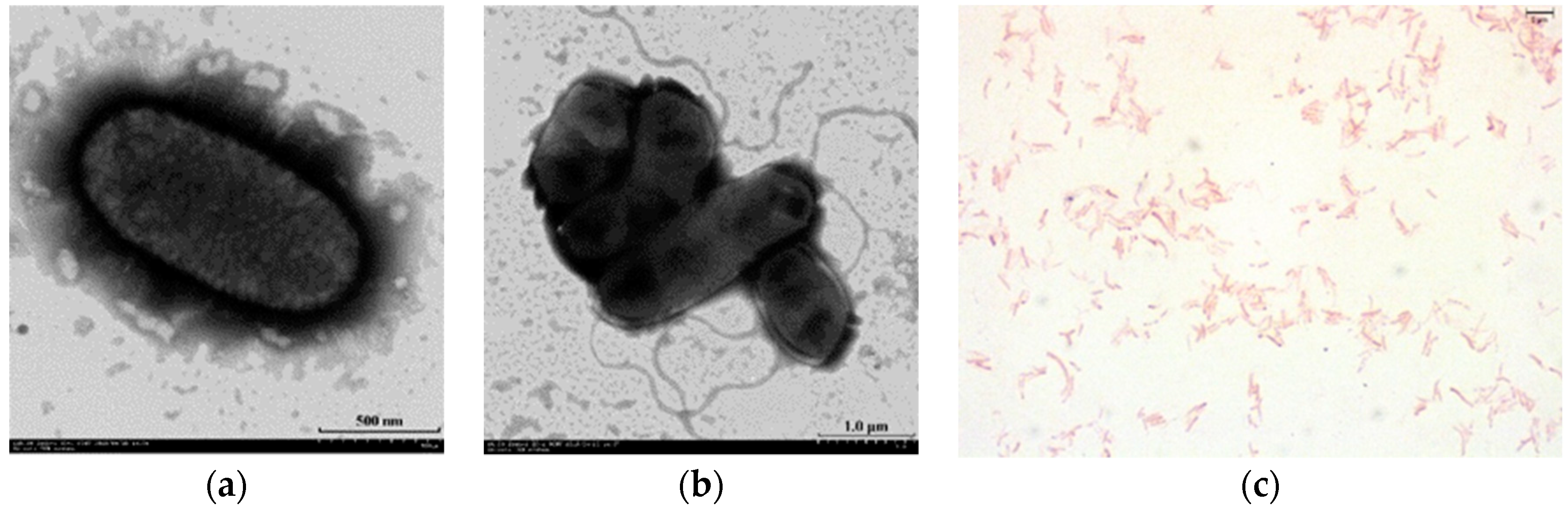 Microorganisms 08 00101 g001