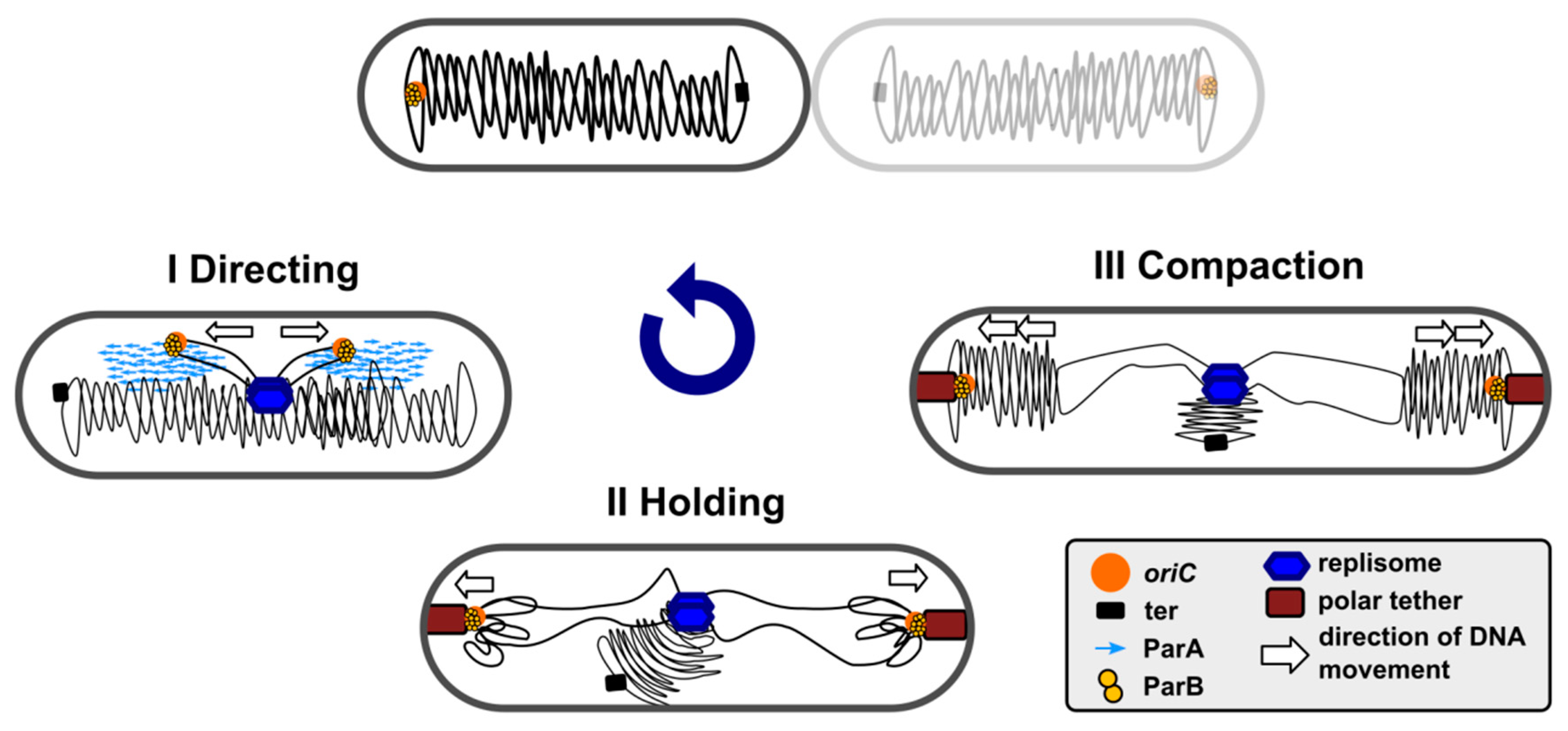 Microorganisms Free Full Text Rules And Exceptions The Role Of Chromosomal Parb In Dna Segregation And Other Cellular Processes Html