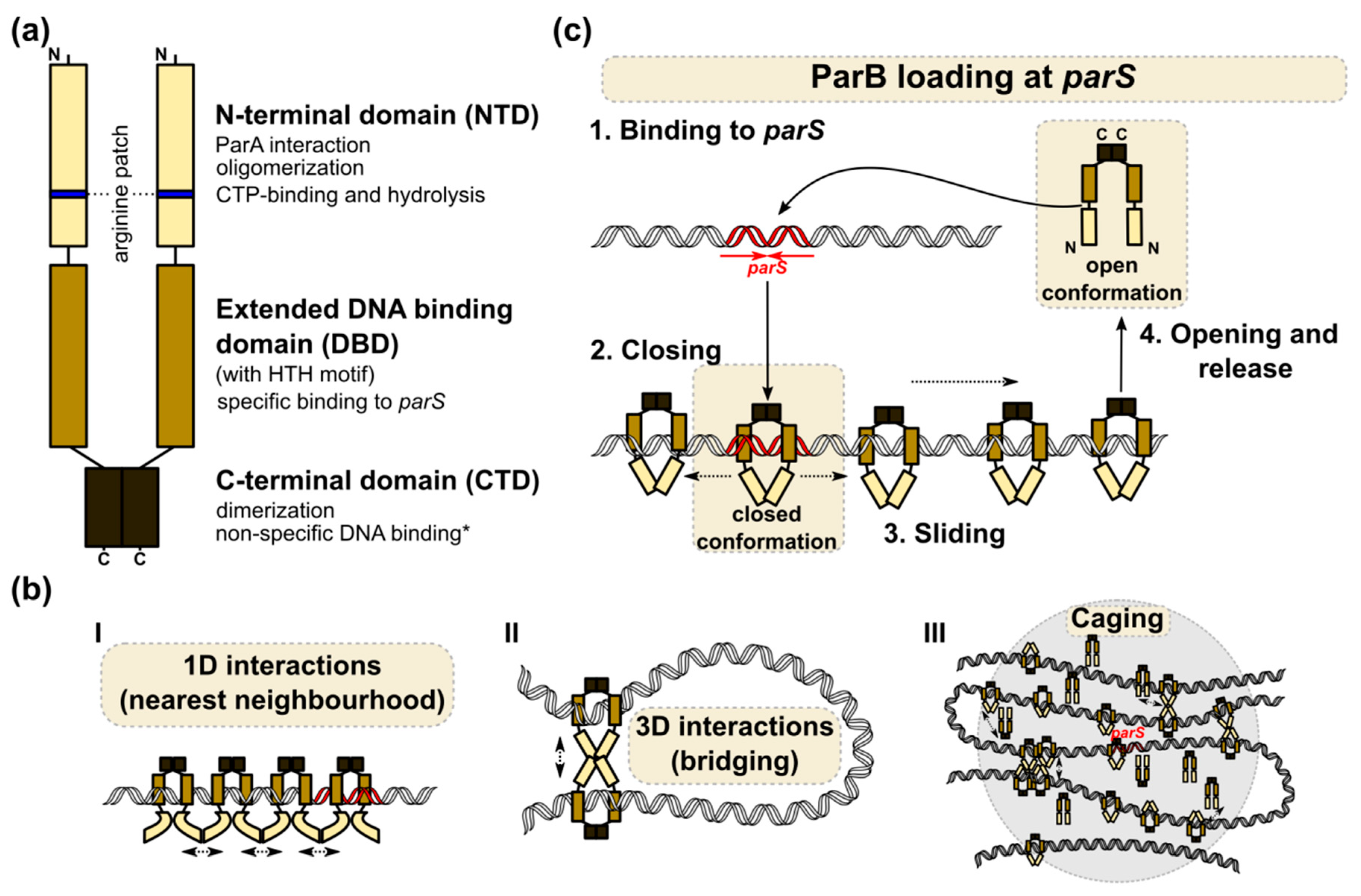 Microorganisms Free Full Text Rules And Exceptions The Role Of Chromosomal Parb In Dna Segregation And Other Cellular Processes Html
