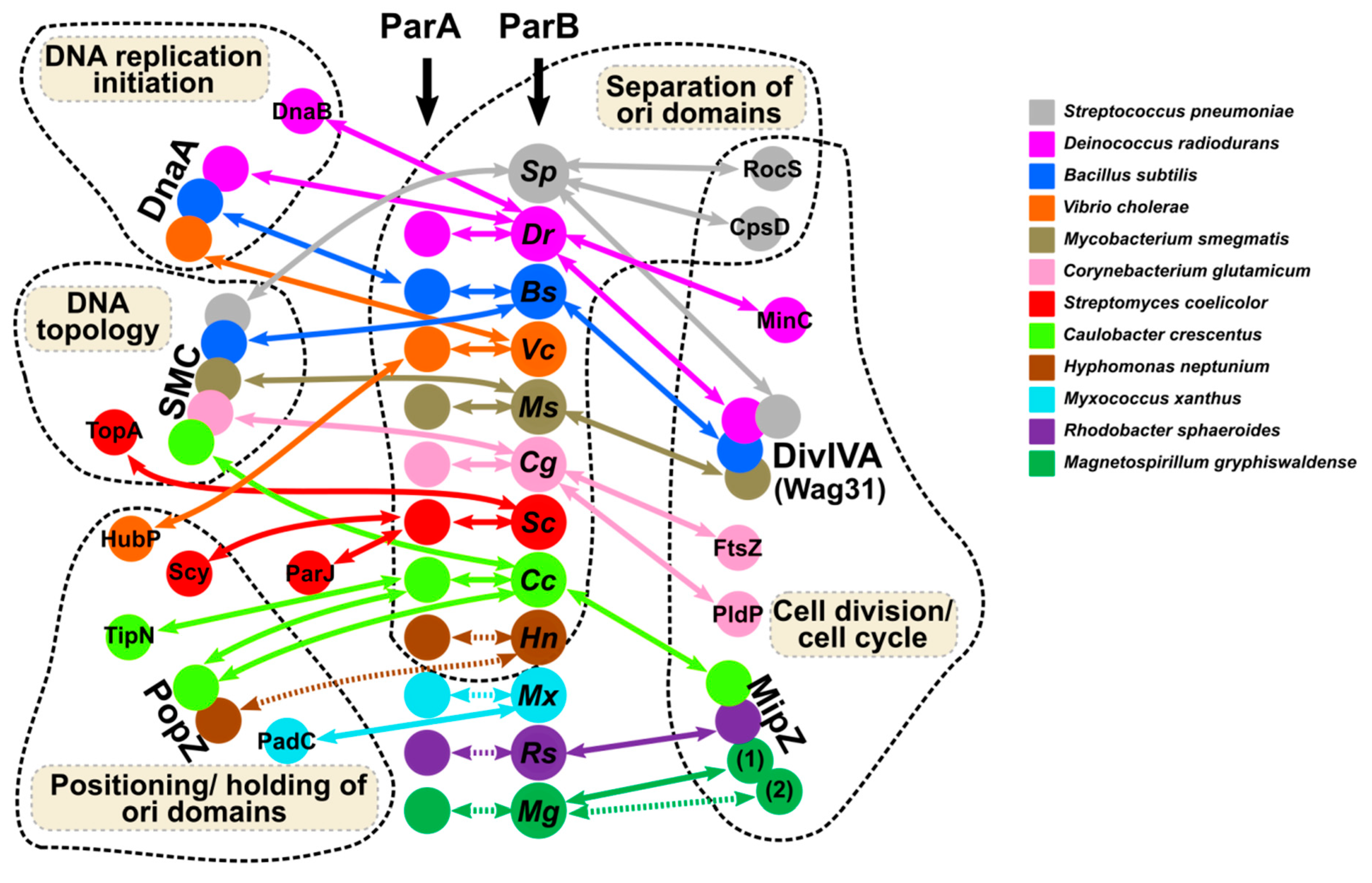 Microorganisms 08 00105 g004 Microorganisms 08 00105 g004