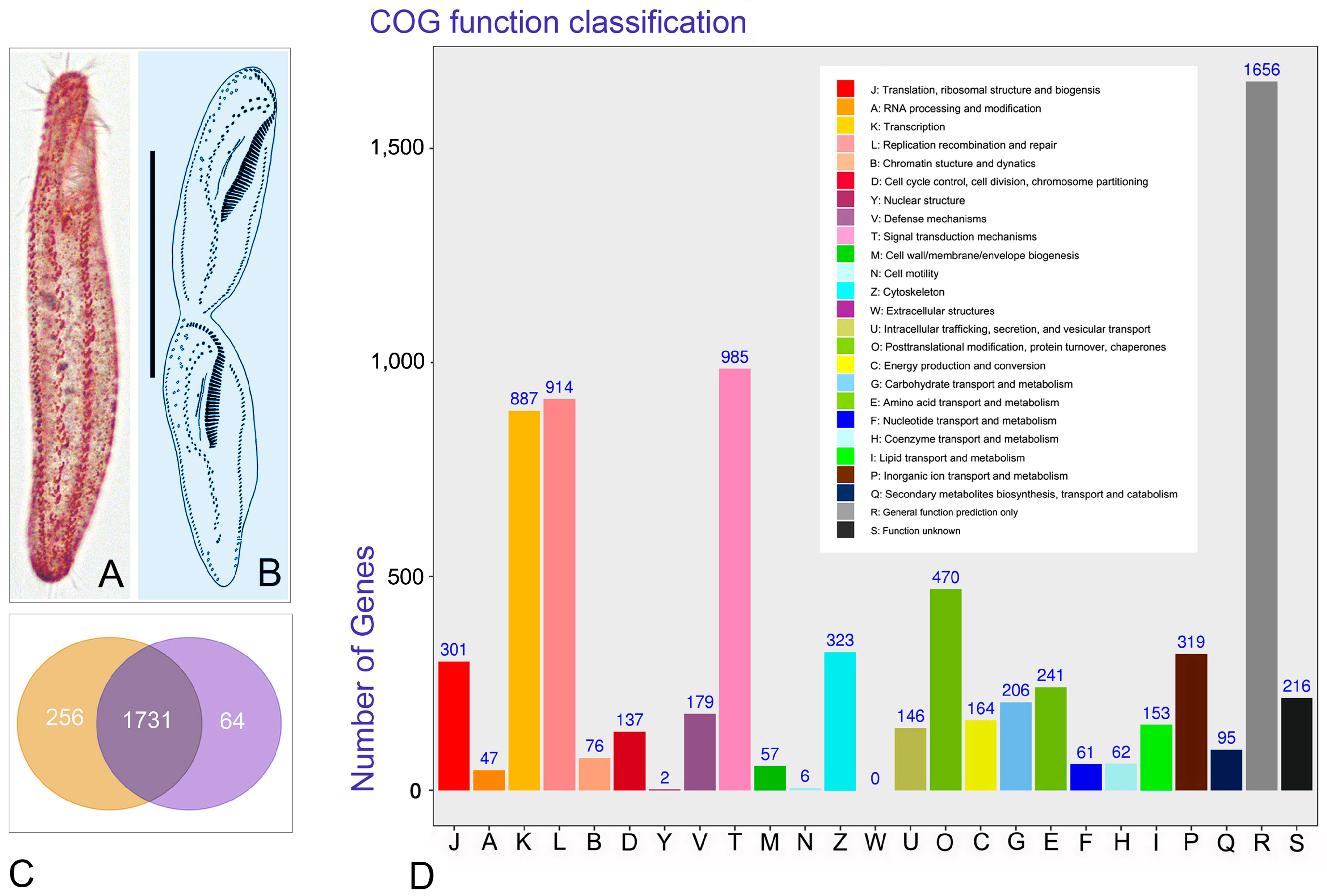 Microorganisms 08 00108 g003