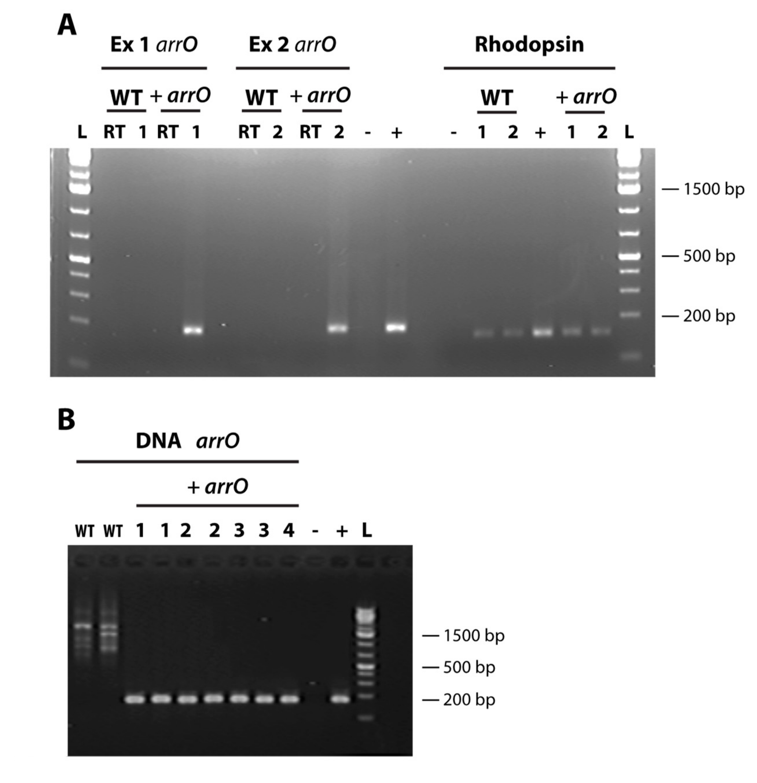 Microorganisms 08 00126 g002