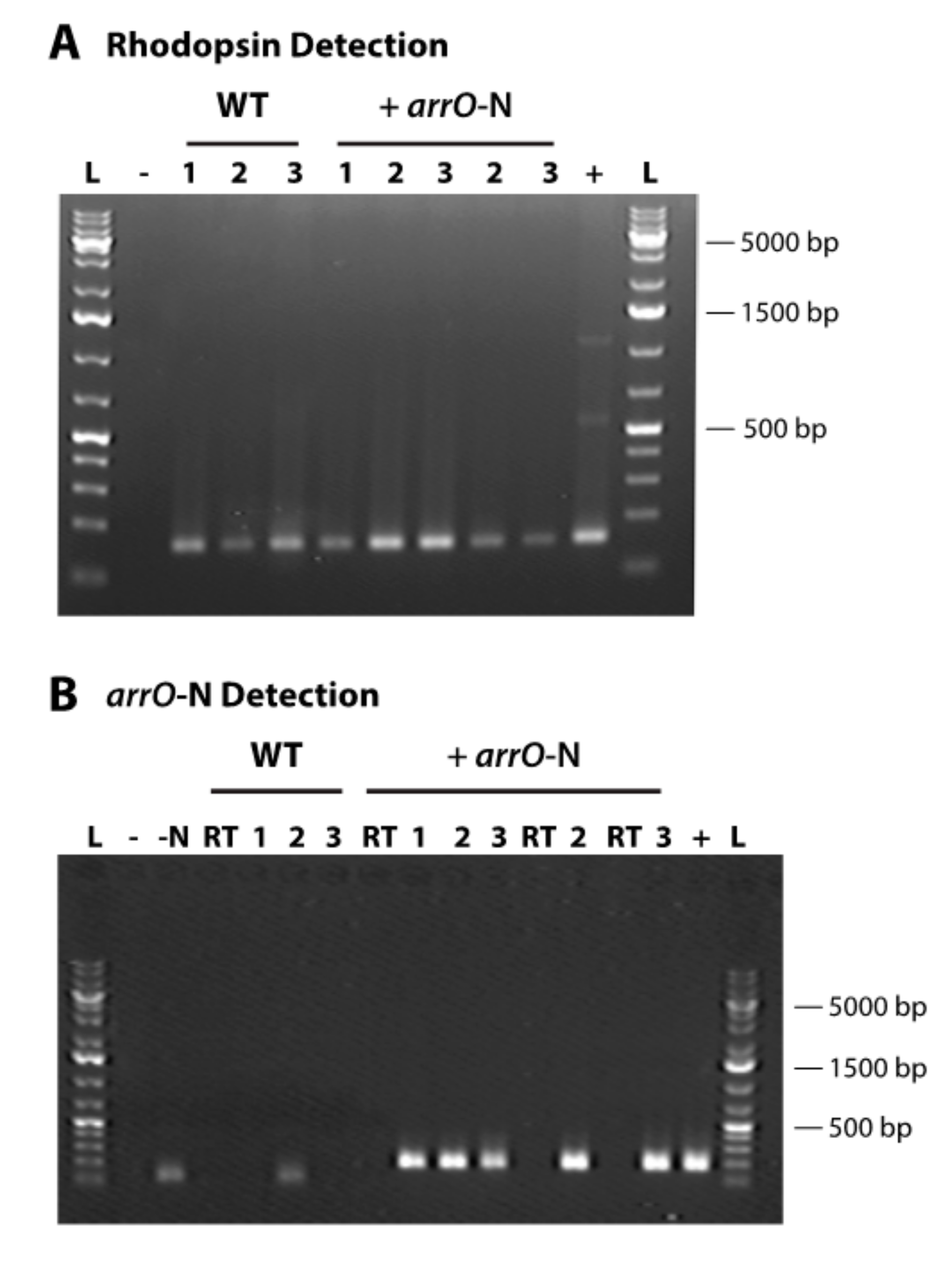 Microorganisms 08 00126 g003
