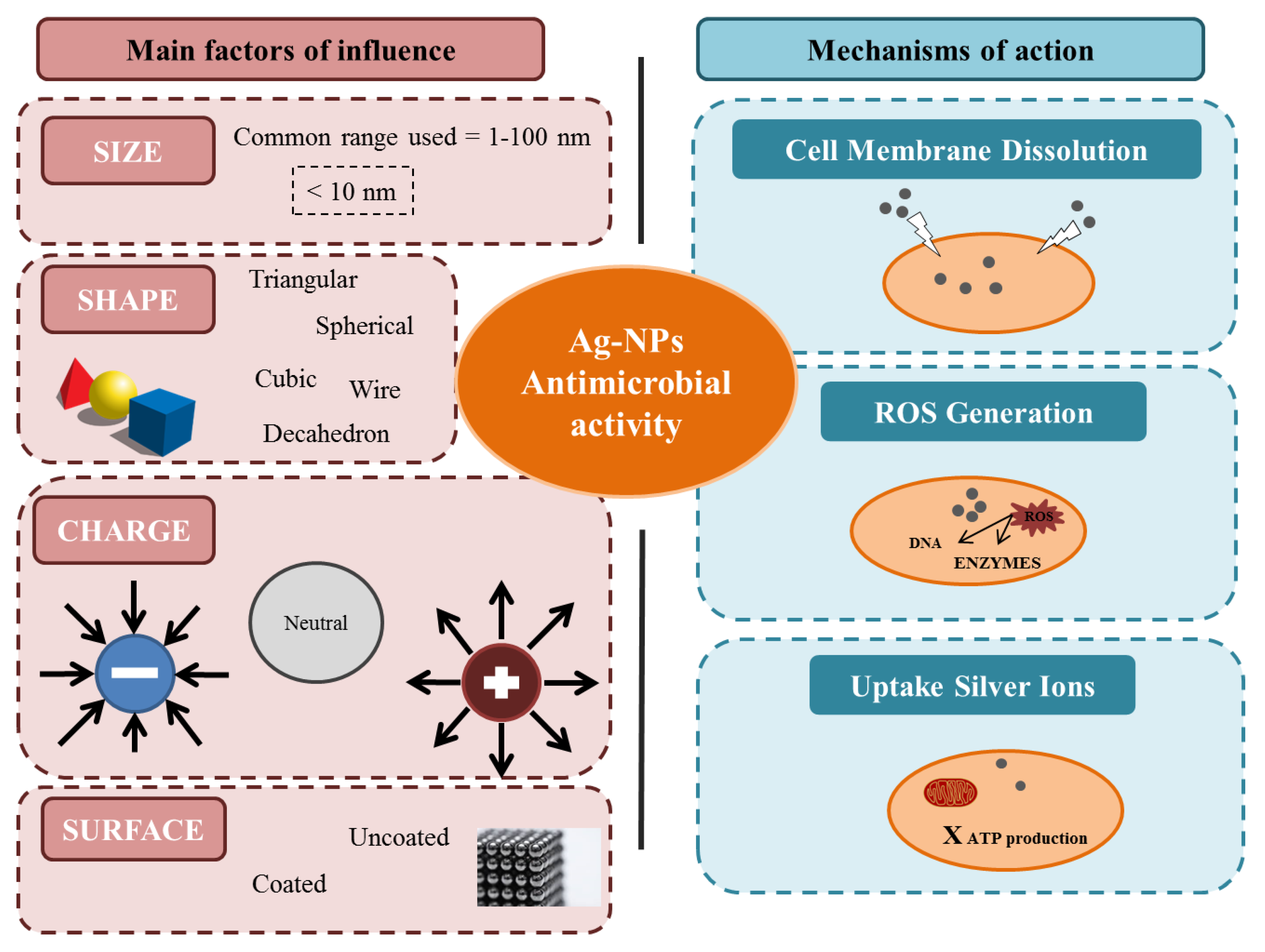 Microorganisms | Free Full-Text | Silver Nanoparticles against Foodborne Bacteria. Effects at Intestinal Level and Health Limitations Microorganisms | Free Full-Text | Silver Nanoparticles against Foodborne Bacteria. Effects at Intestinal Level and Health Limitations
