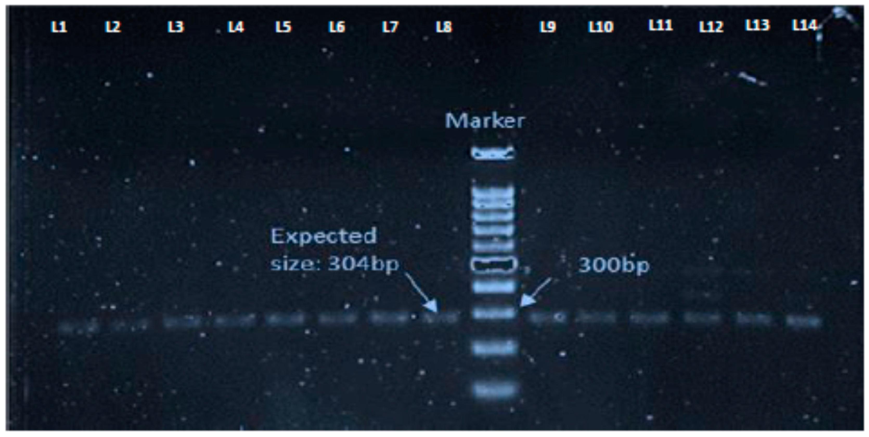 Microorganisms 08 00147 g003 Microorganisms 08 00147 g003