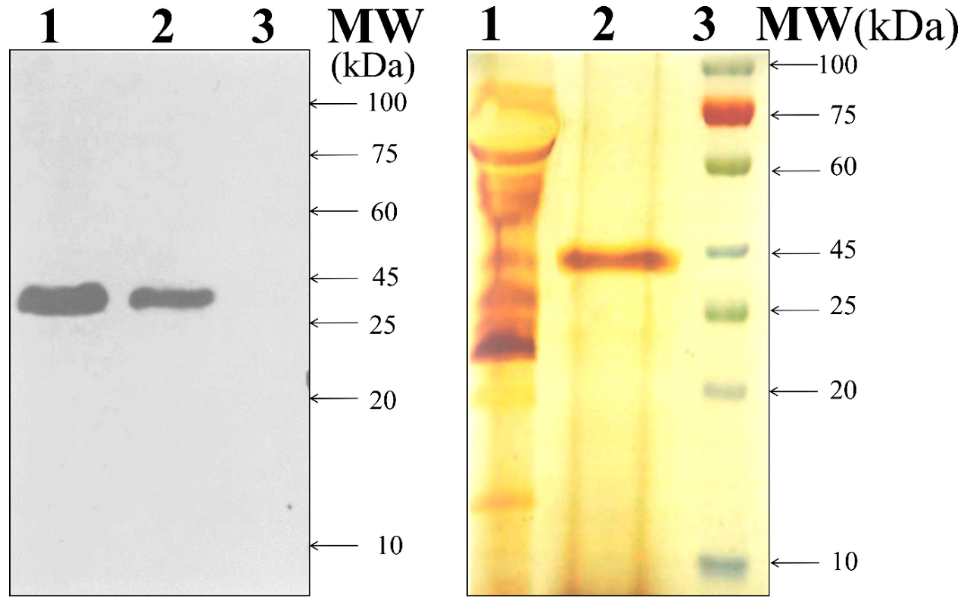 Microorganisms 08 00159 g001 Microorganisms 08 00159 g001
