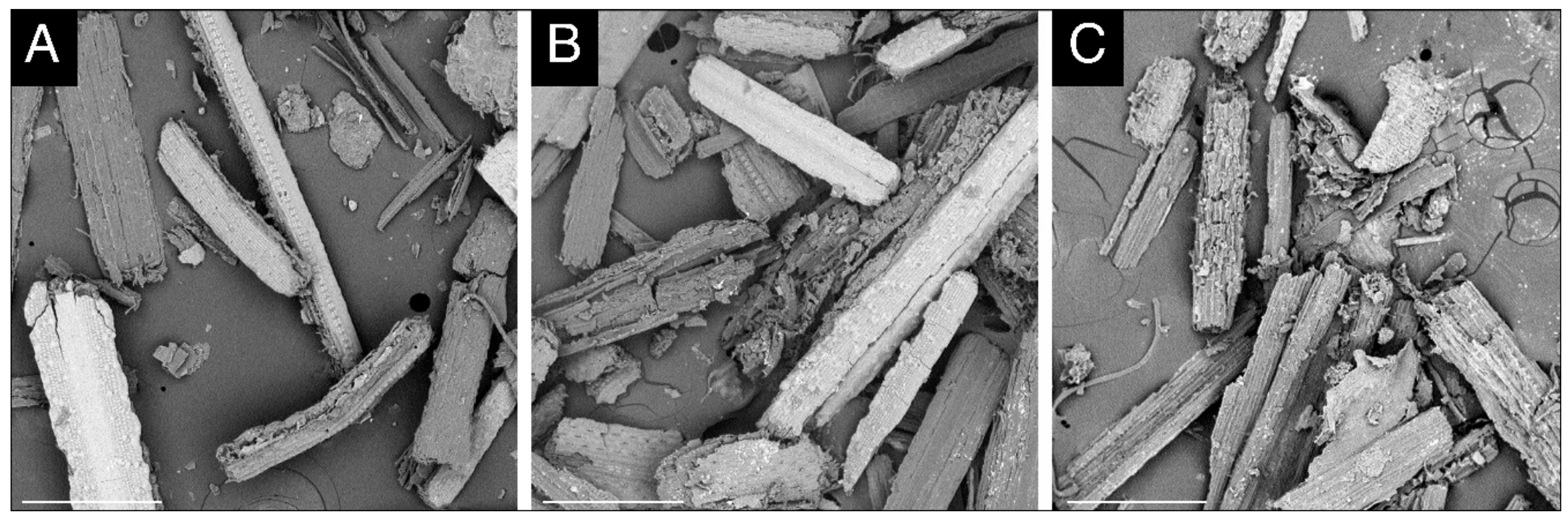 Microorganisms 08 00159 g003 Microorganisms 08 00159 g003