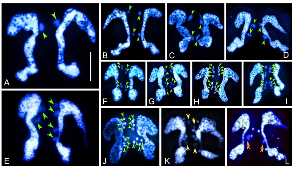 Microorganisms 08 00162 g001