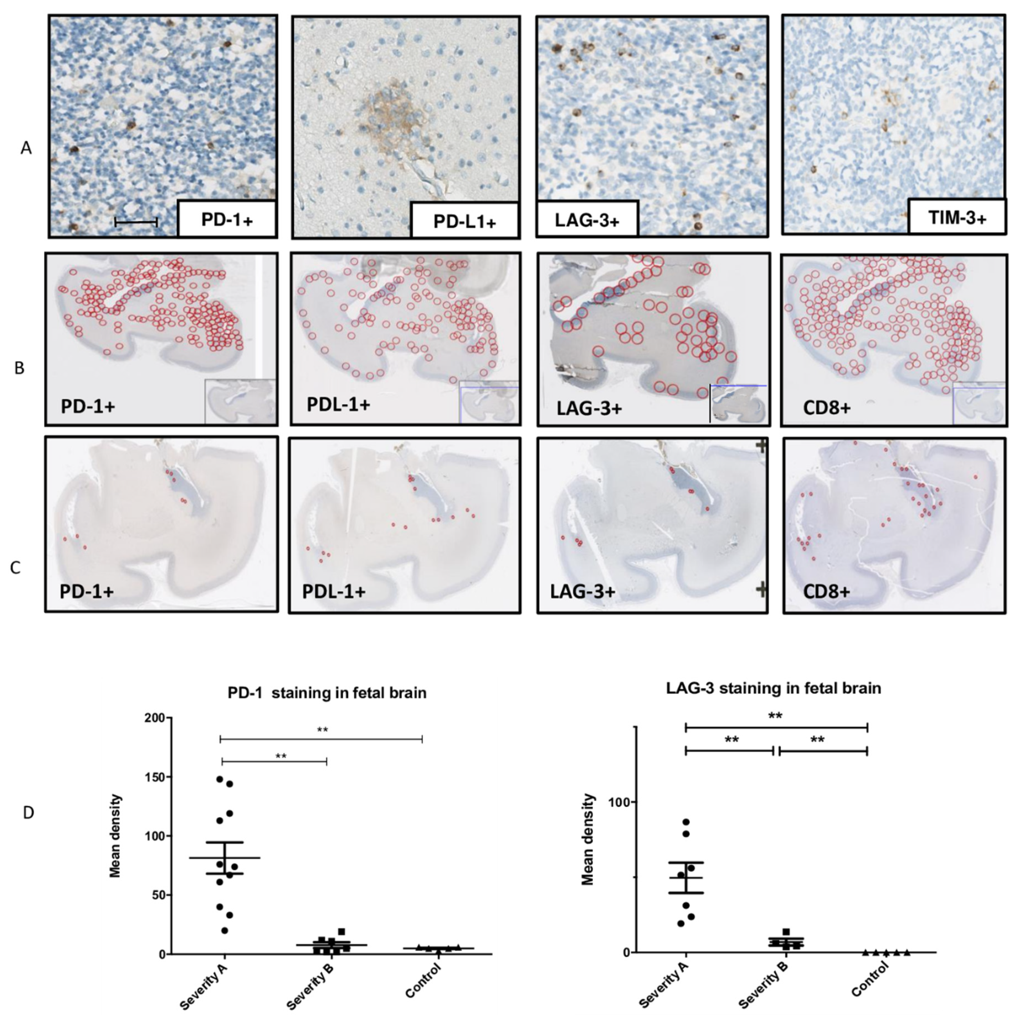 Microorganisms 08 00176 g004
